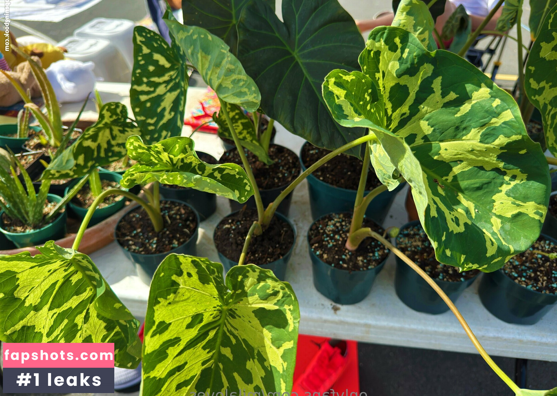 milaloves Filtración Desnuda OnlyFans Foto #20 - Fapshots