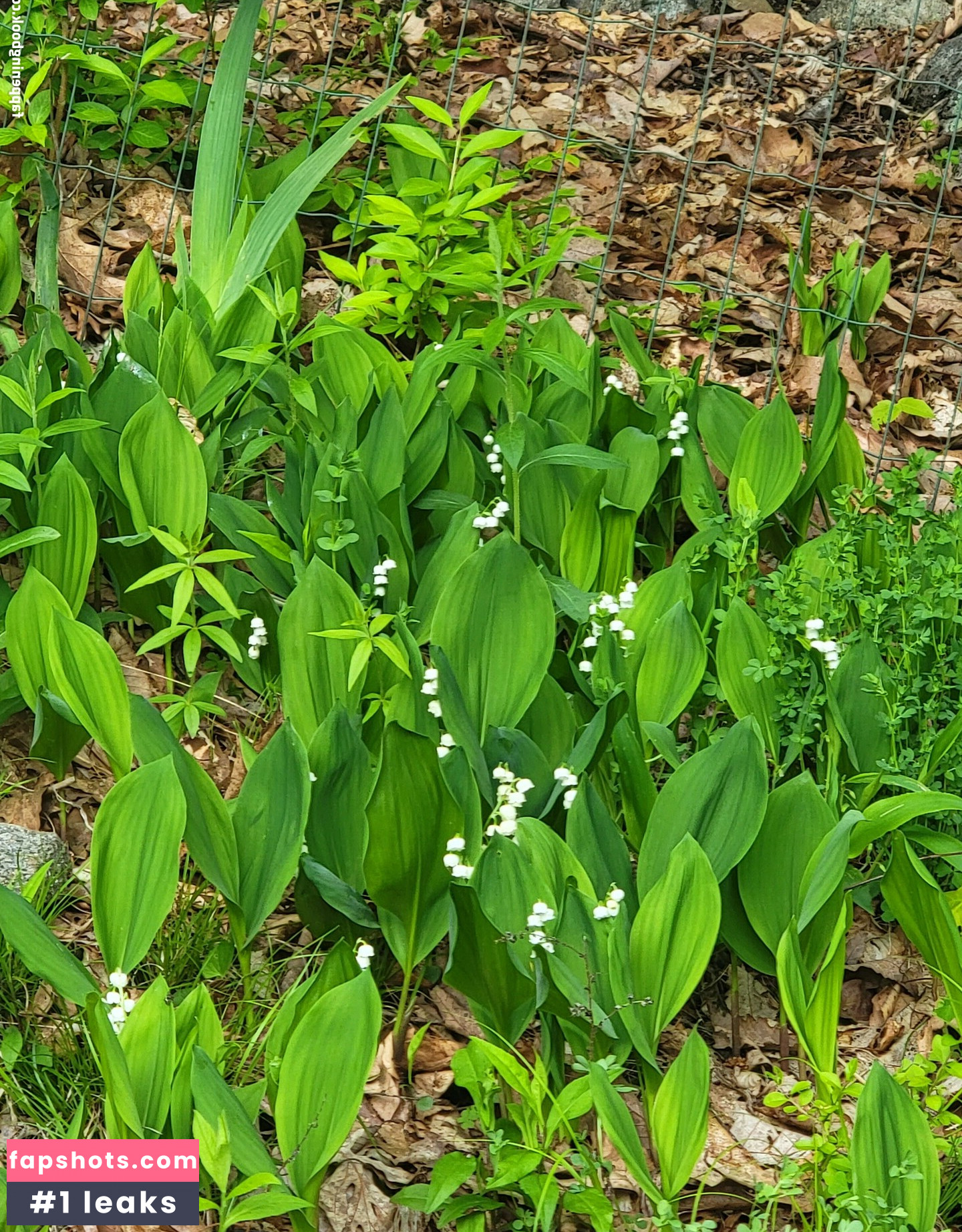 mistresssarahblake gallery photo #36