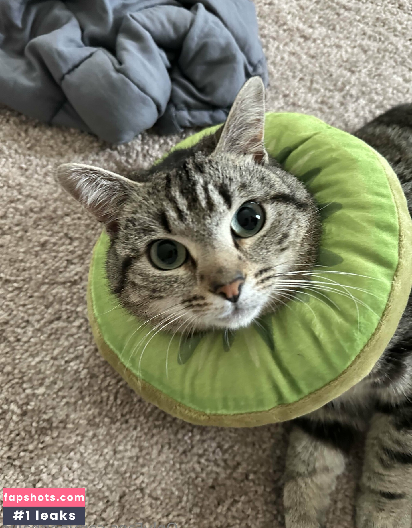 Nephallic gallery photo #20