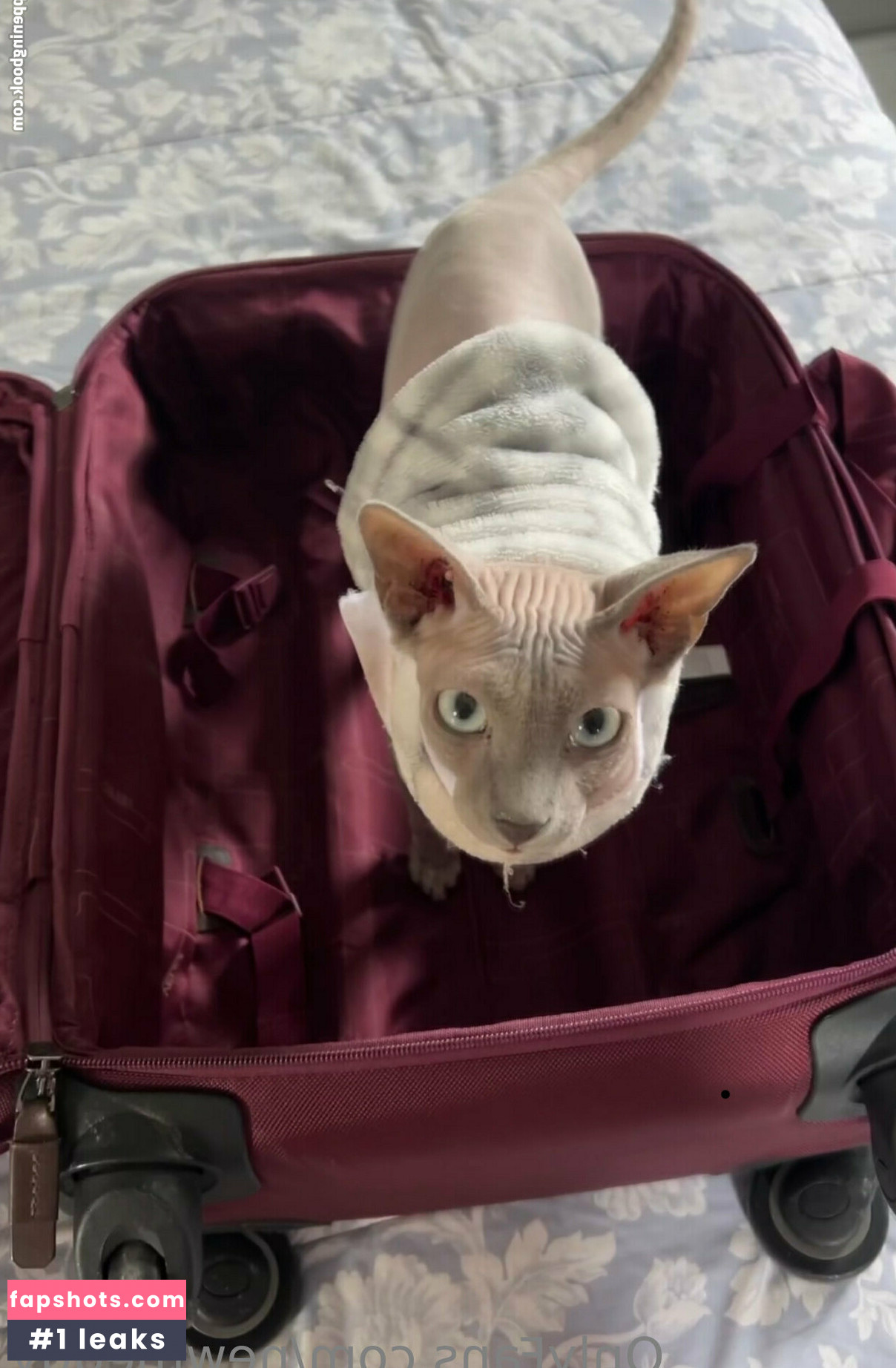 newmeggy gallery photo #7