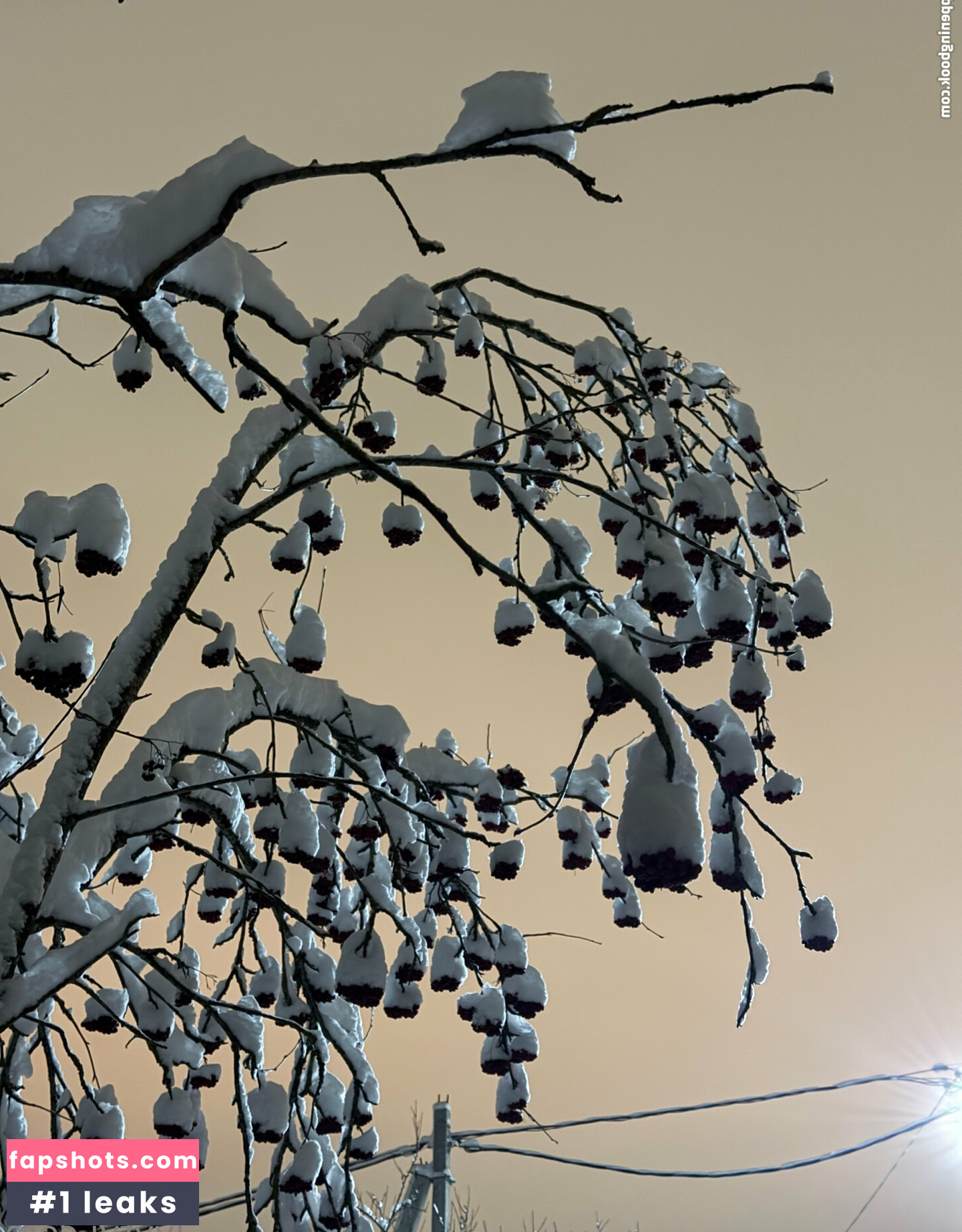 nightivy gallery photo #5