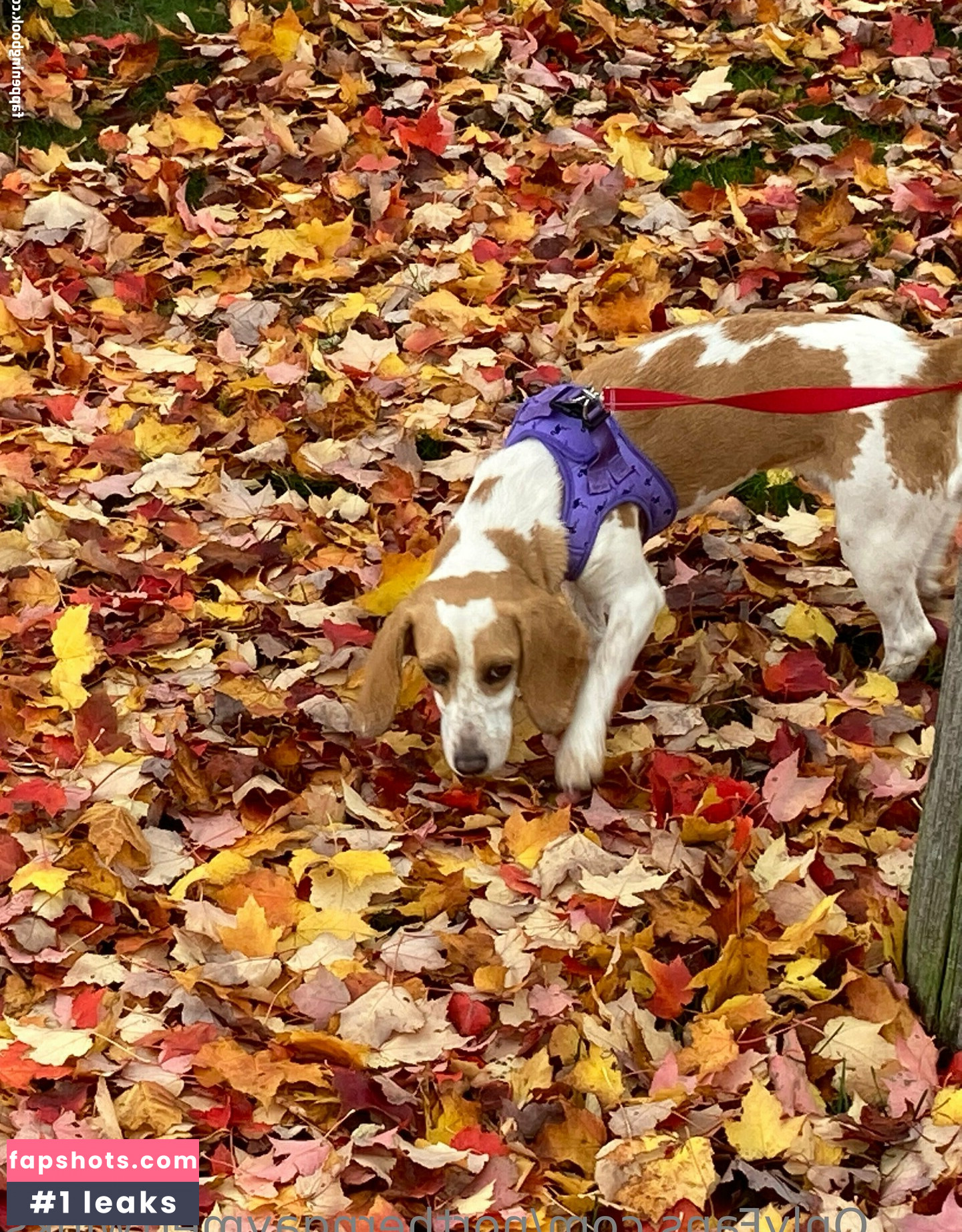 northerngaymertwinks Nahé úniky fotek pouze od fanoušků #26 - Fapshots