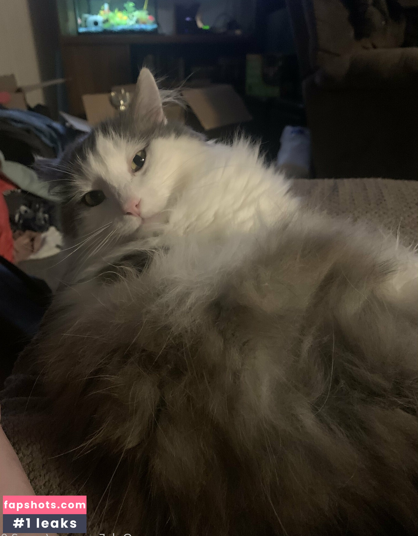 nova2.0 gallery photo #8