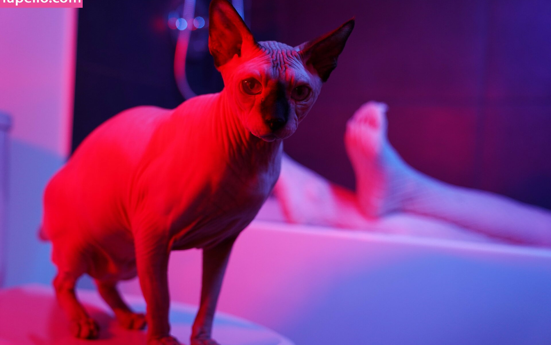 olyashaa gallery photo #621