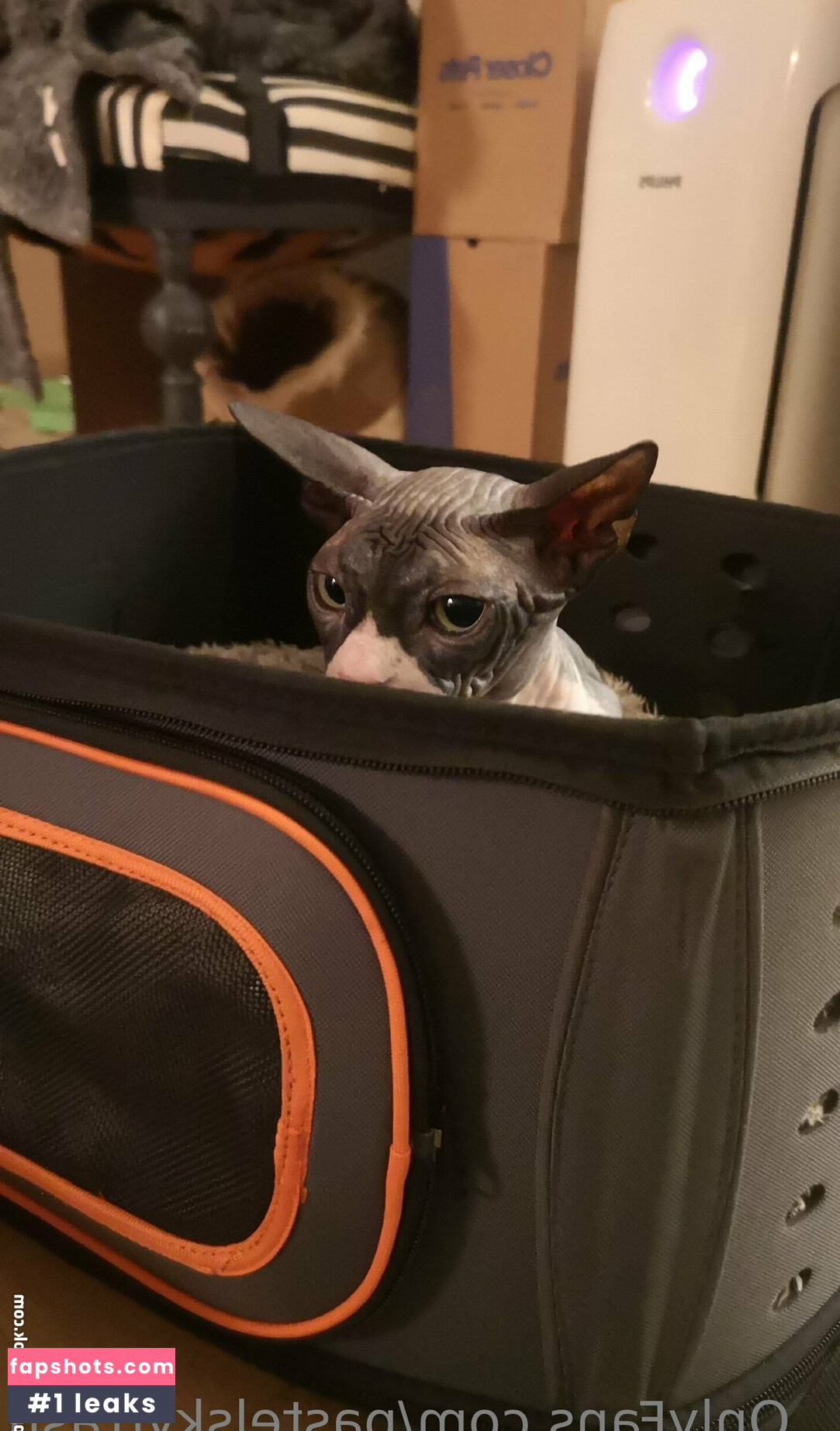 pastelskytrash gallery photo #33