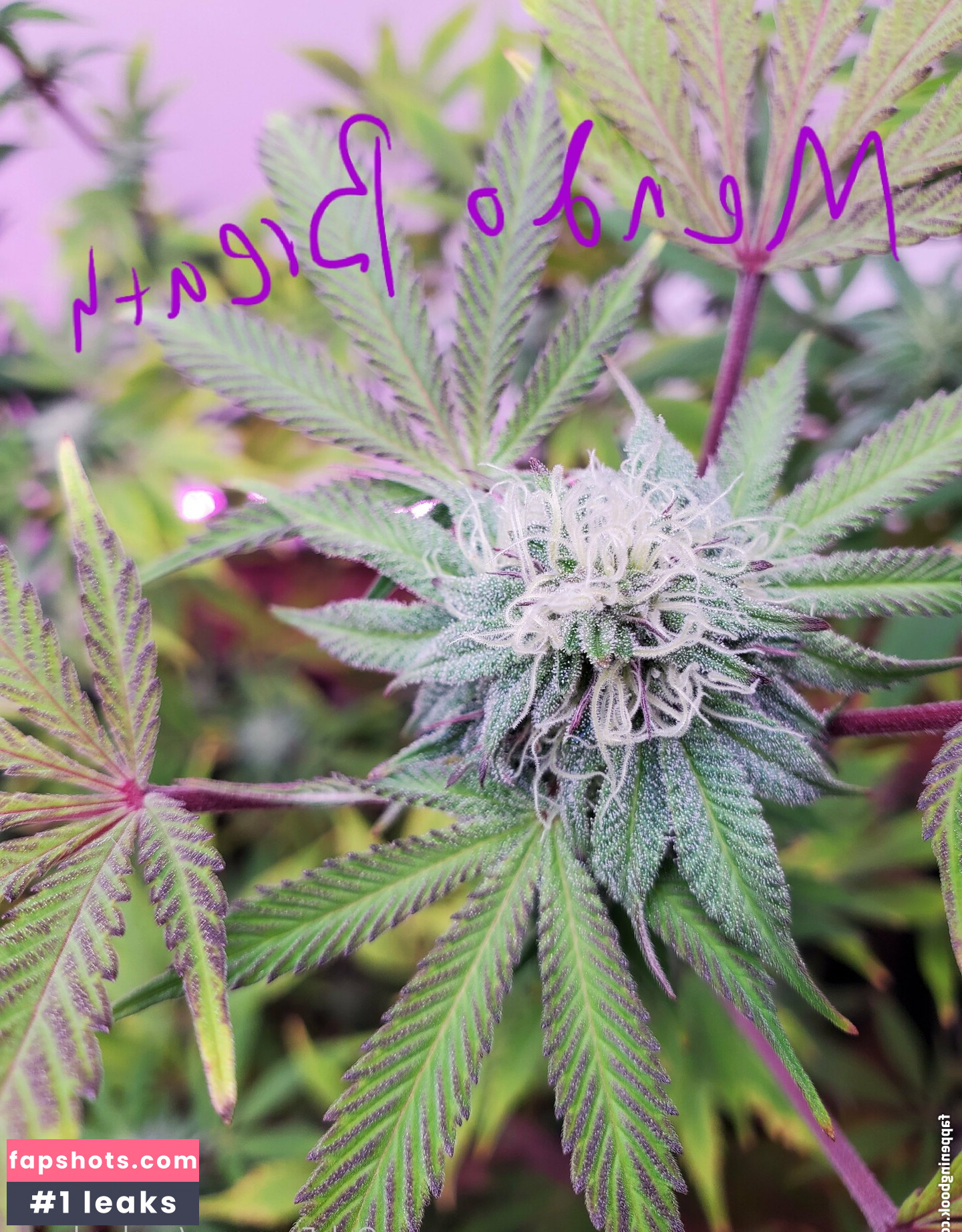 peek-a-boo-u gallery photo #18