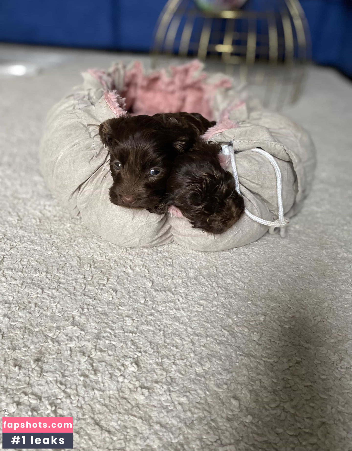 Peneloperogerr gallery photo #5