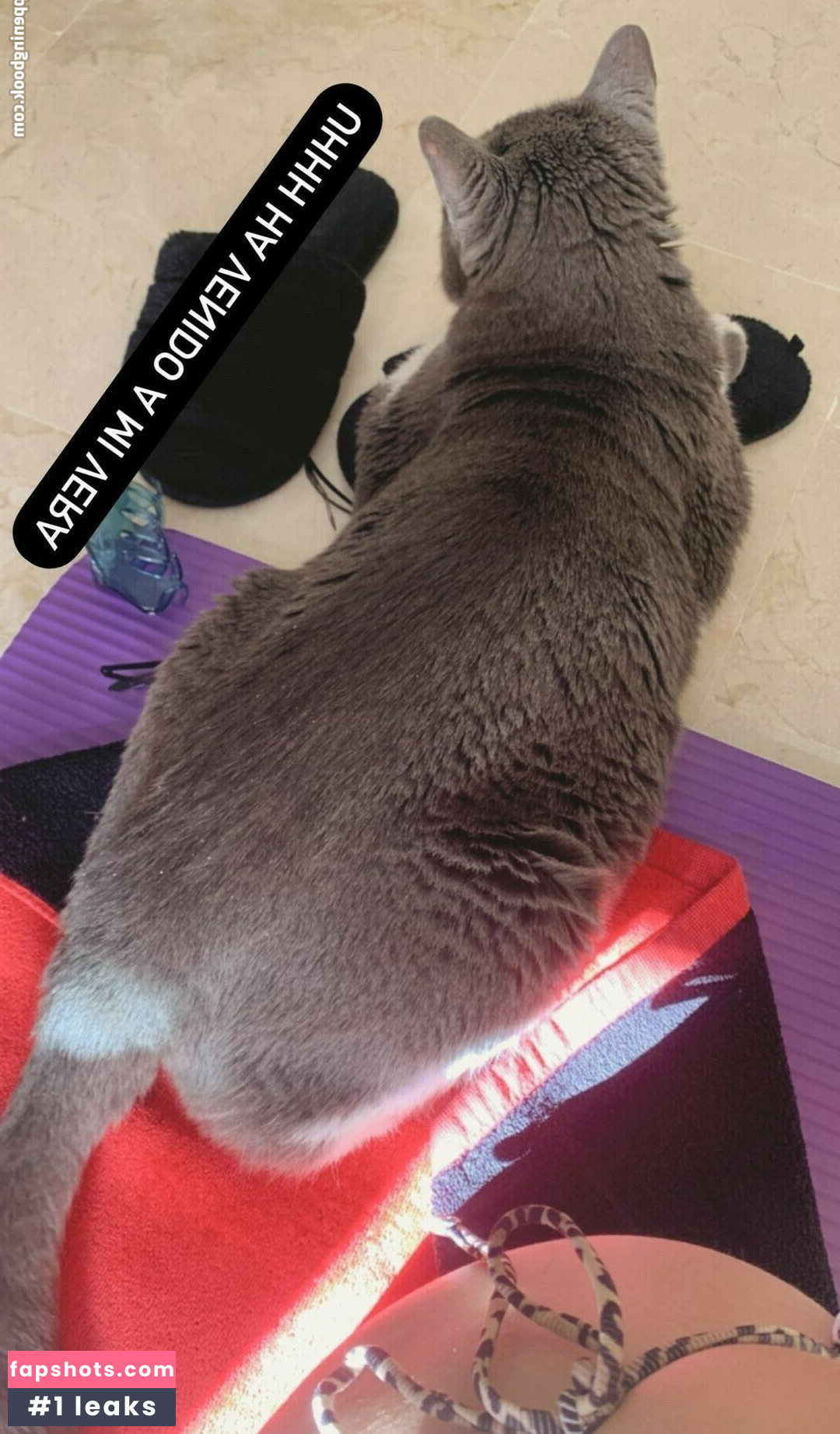 Pettans gallery photo #36