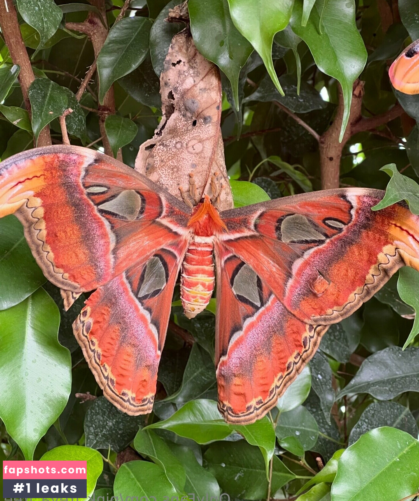 pink_freya_free gallery photo #9