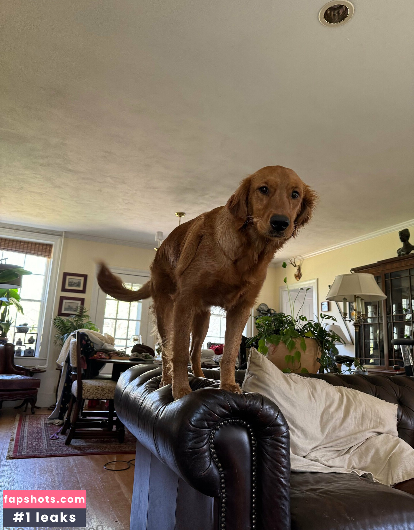 porcelaingoirl gallery photo #6