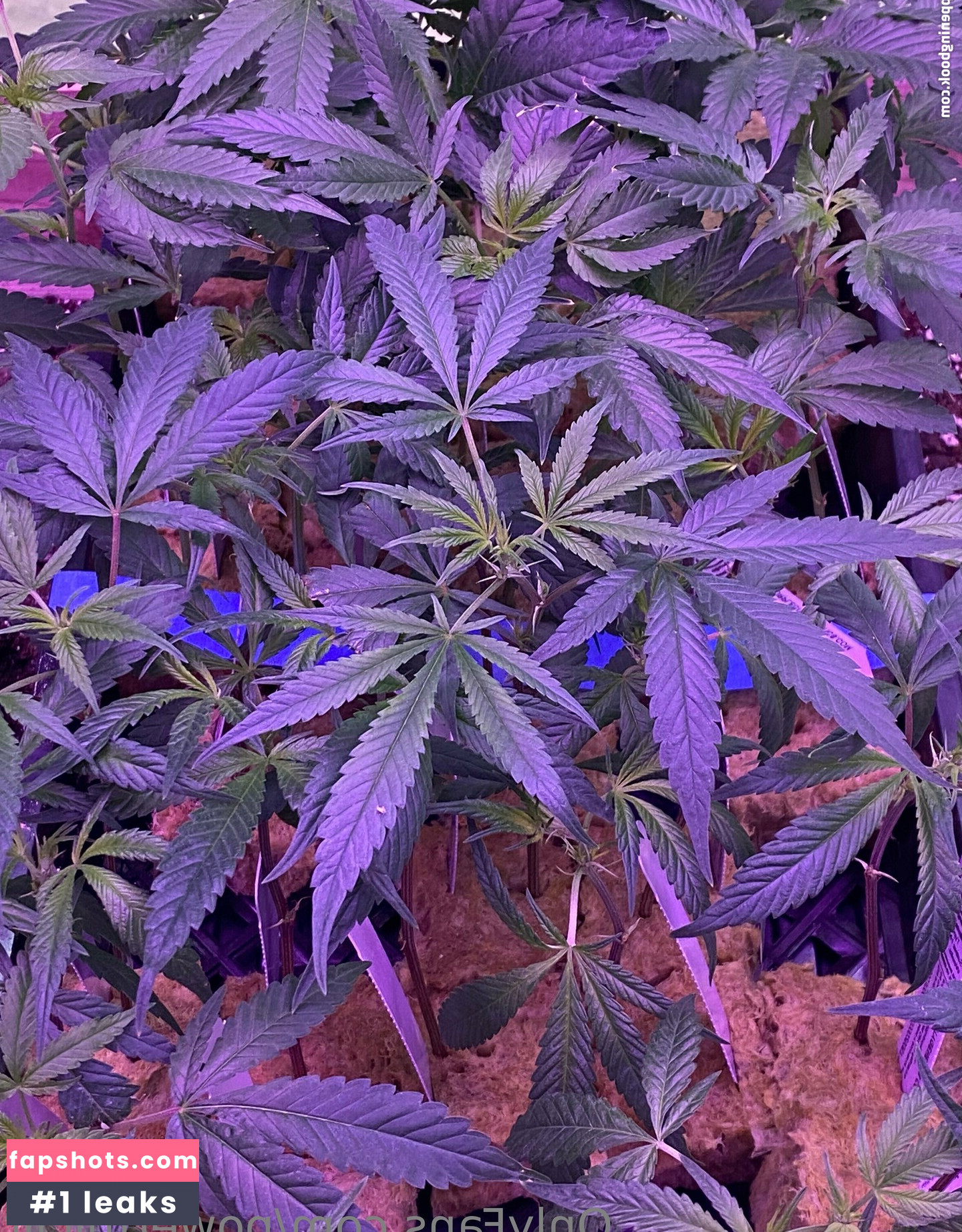 powerfulclit gallery photo #29