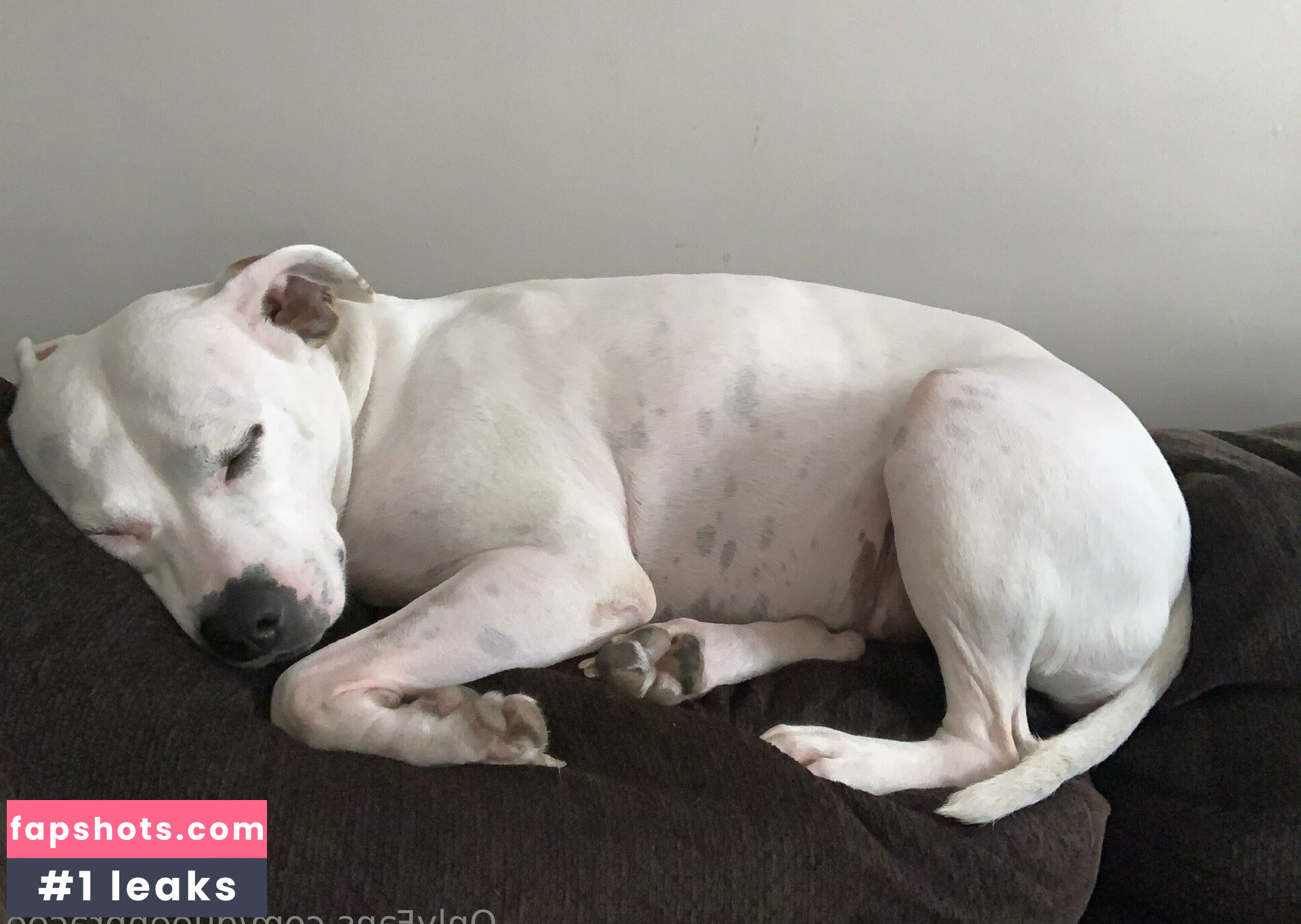 queenbracee Nahé úniky fotek pouze od fanoušků #15 - Fapshots