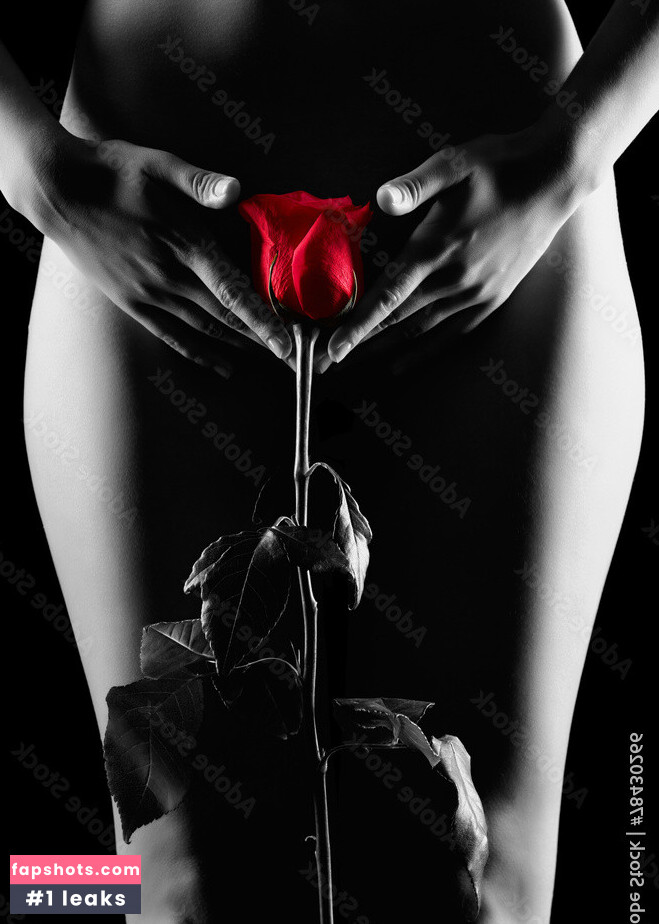 Red Rose gallery photo #2