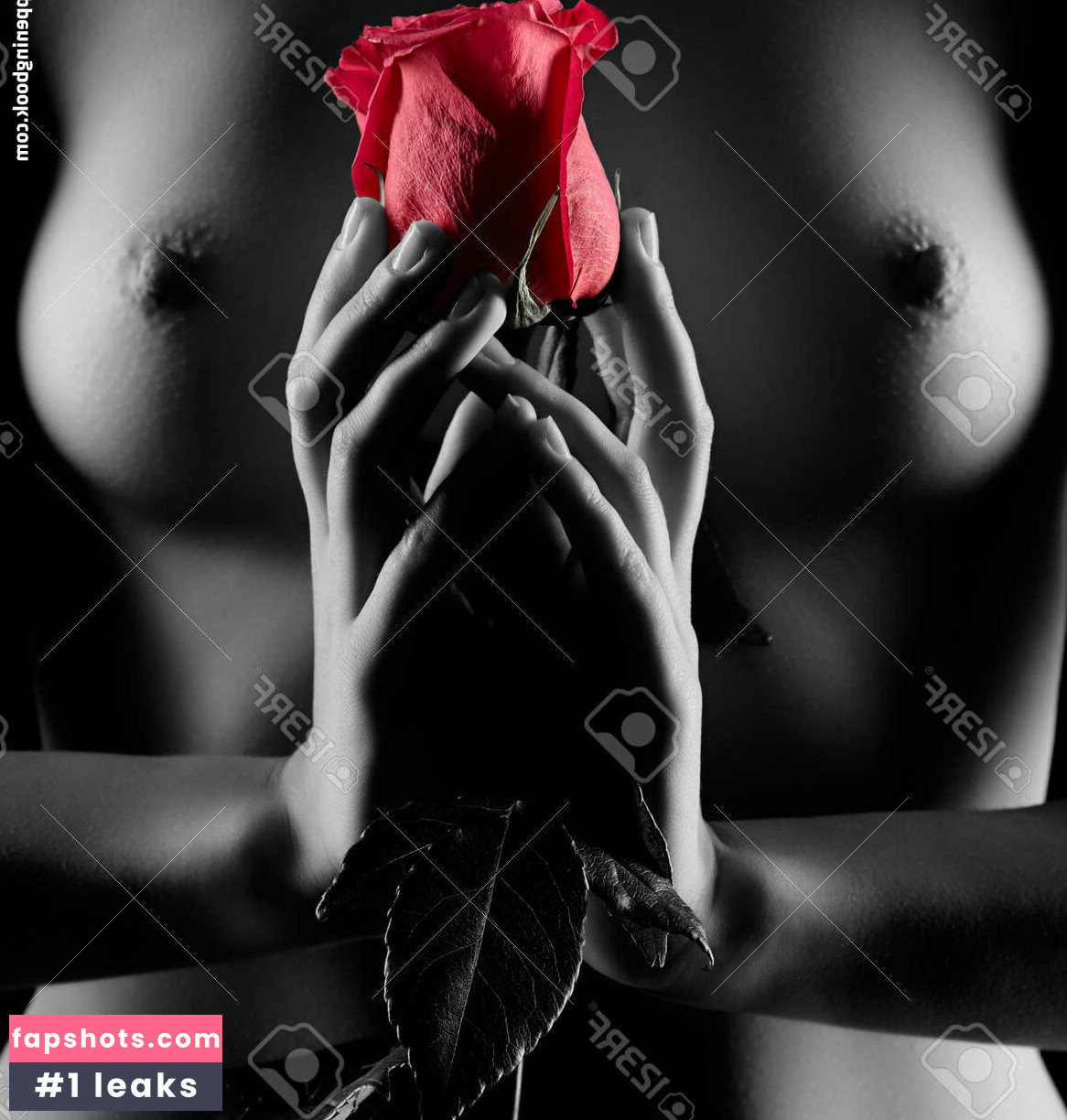 Red Rose gallery photo #14