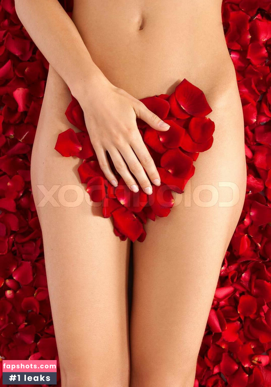 Red Rose gallery photo #4