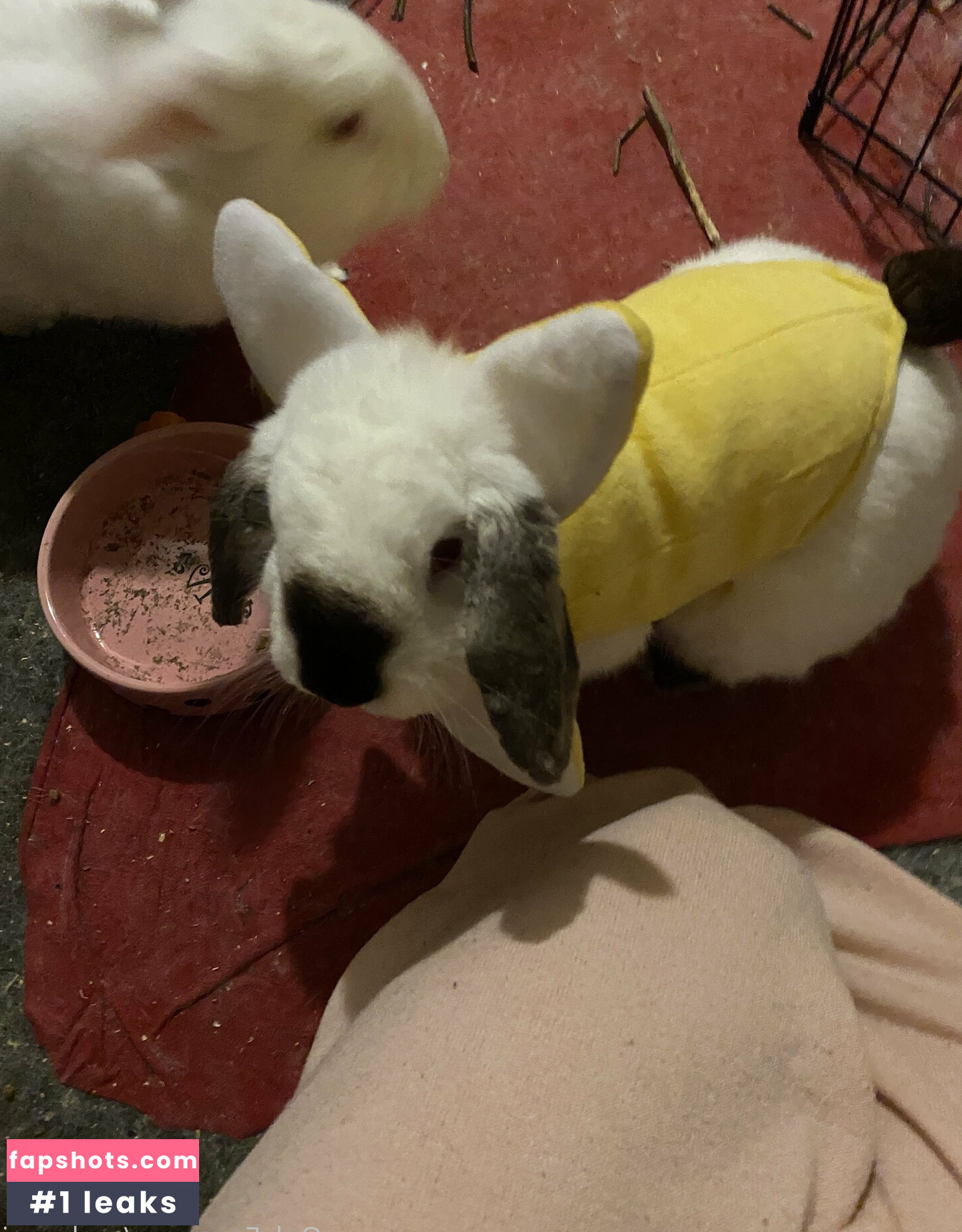 renbunni gallery photo #8