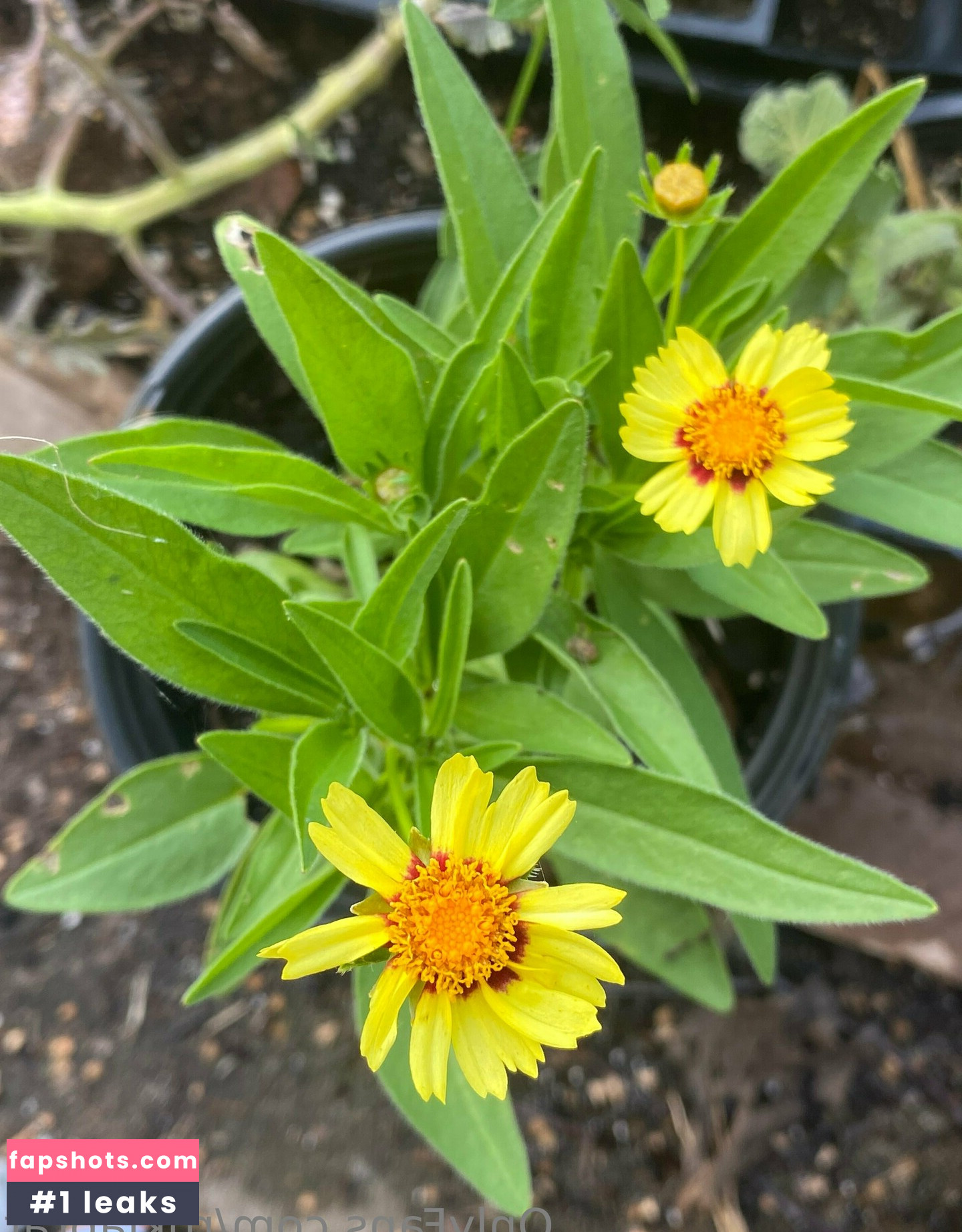 rukiabrat Nude Leaks OnlyFans Photos #28 - Fapshots