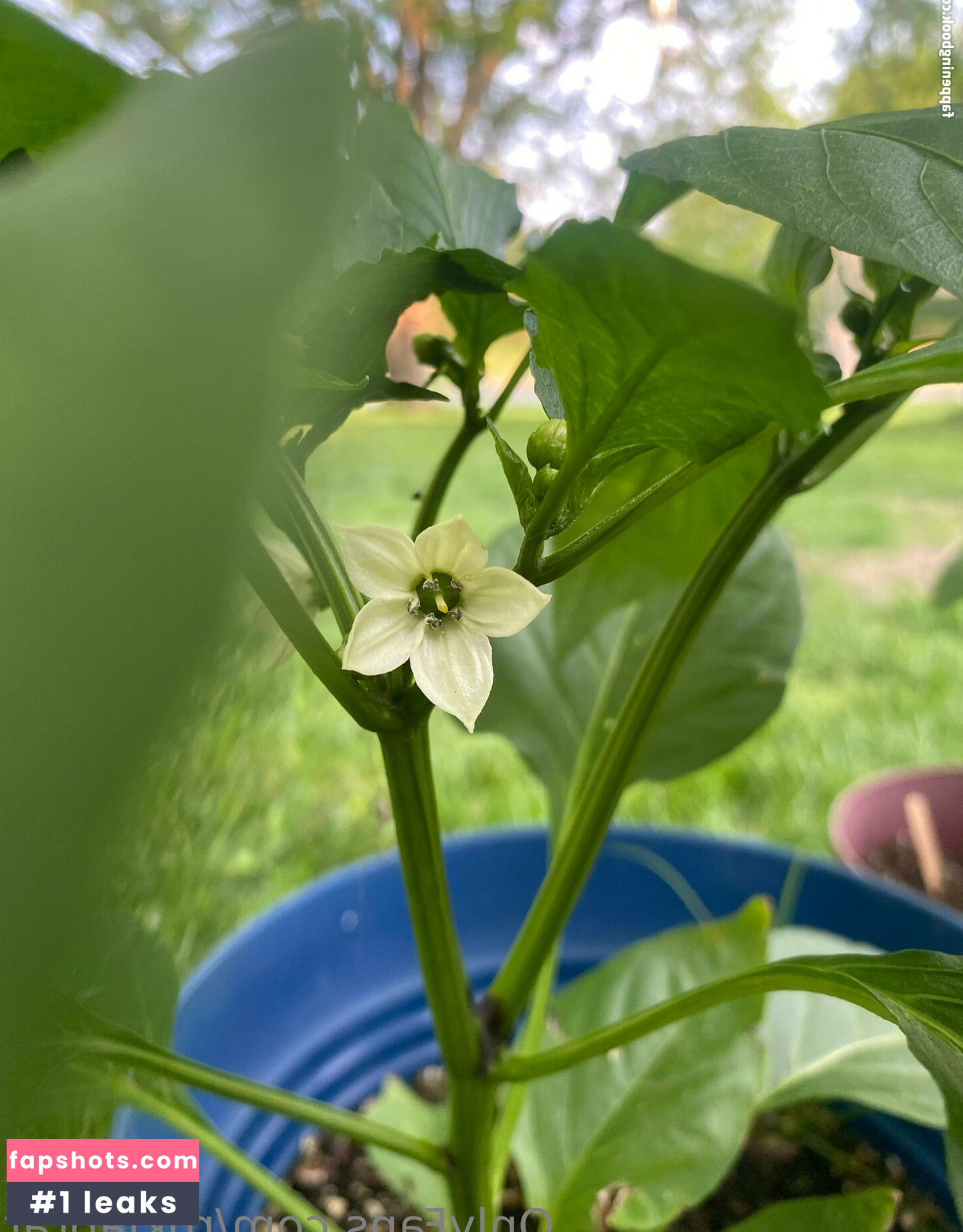 rukiabrat Nude Leaks OnlyFans Photos #32 - Fapshots