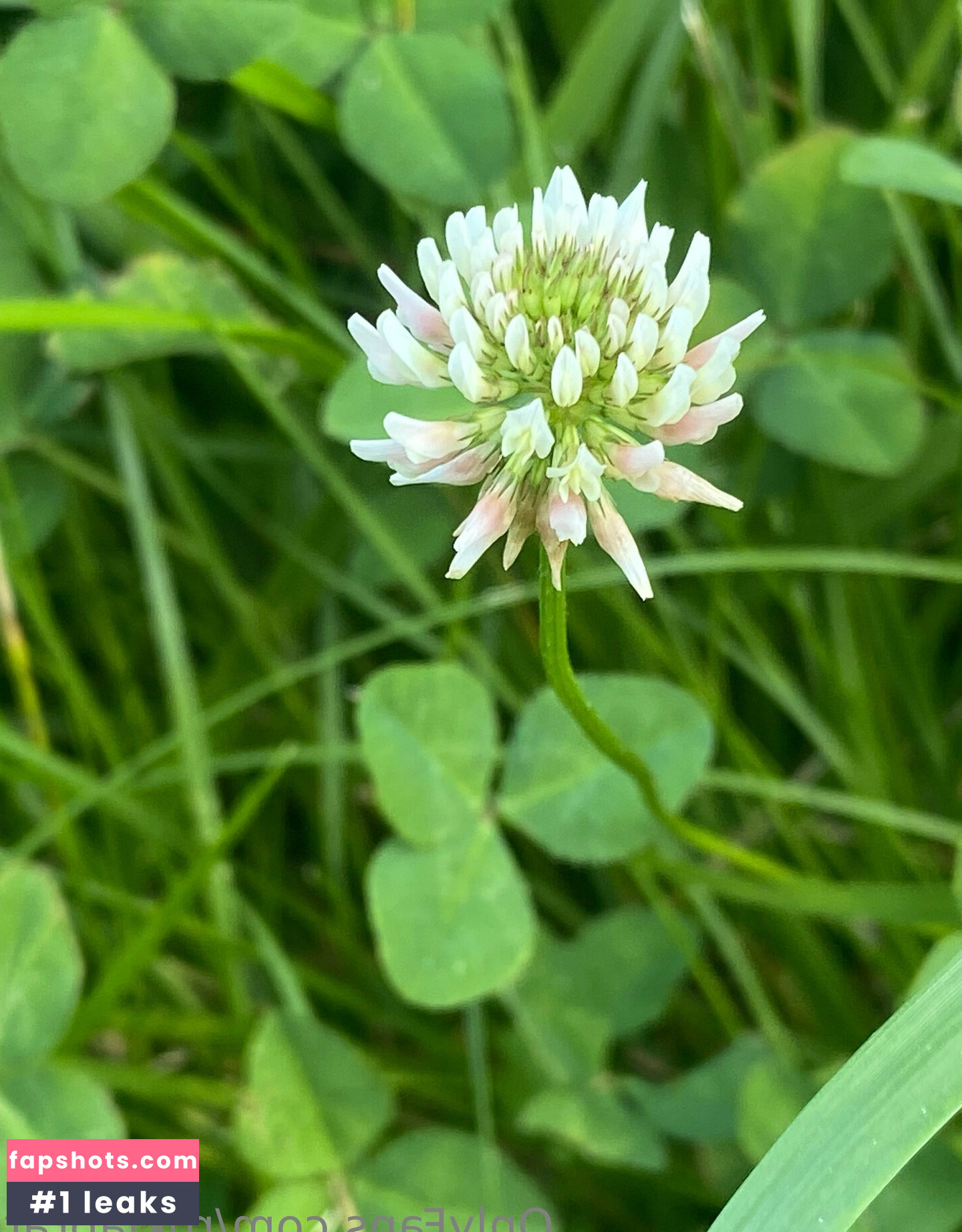 rukiabrat Nude Leaks OnlyFans Photos #34 - Fapshots