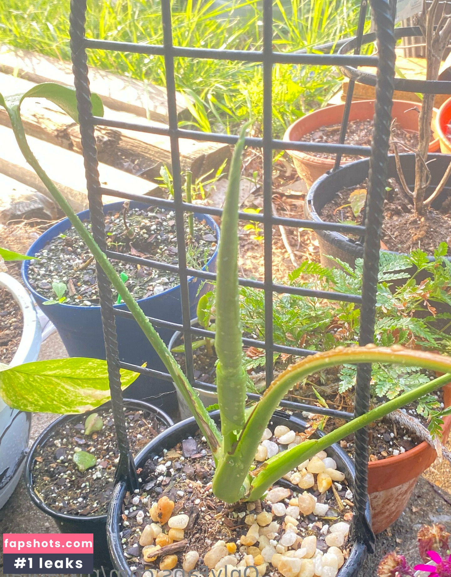 rukiabrat Nude Leaks OnlyFans Photos #40 - Fapshots