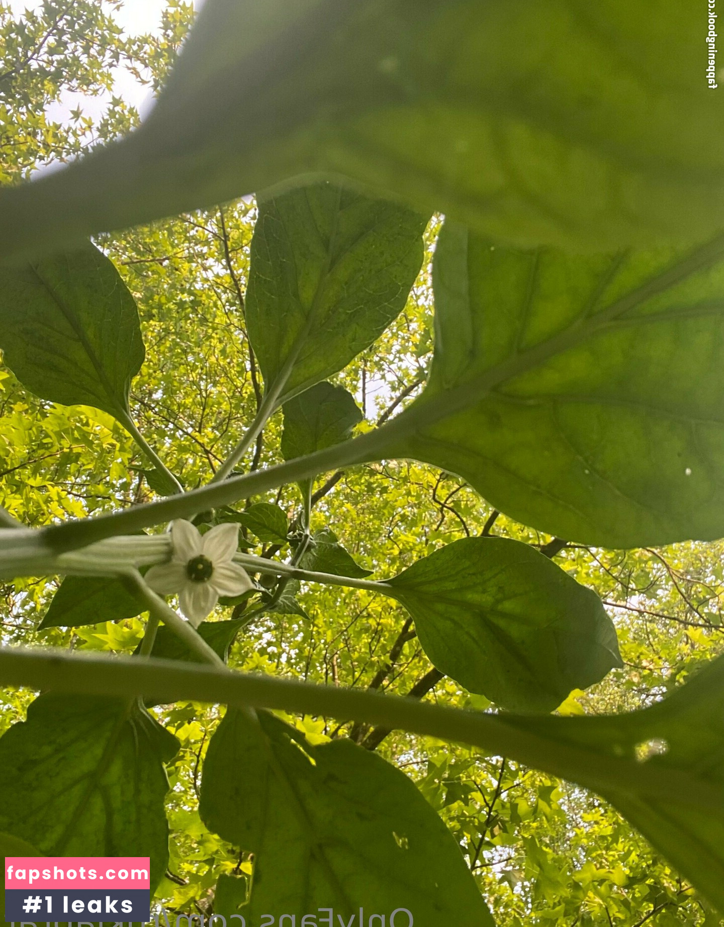 rukiabrat Nude Leaks OnlyFans Photos #47 - Fapshots