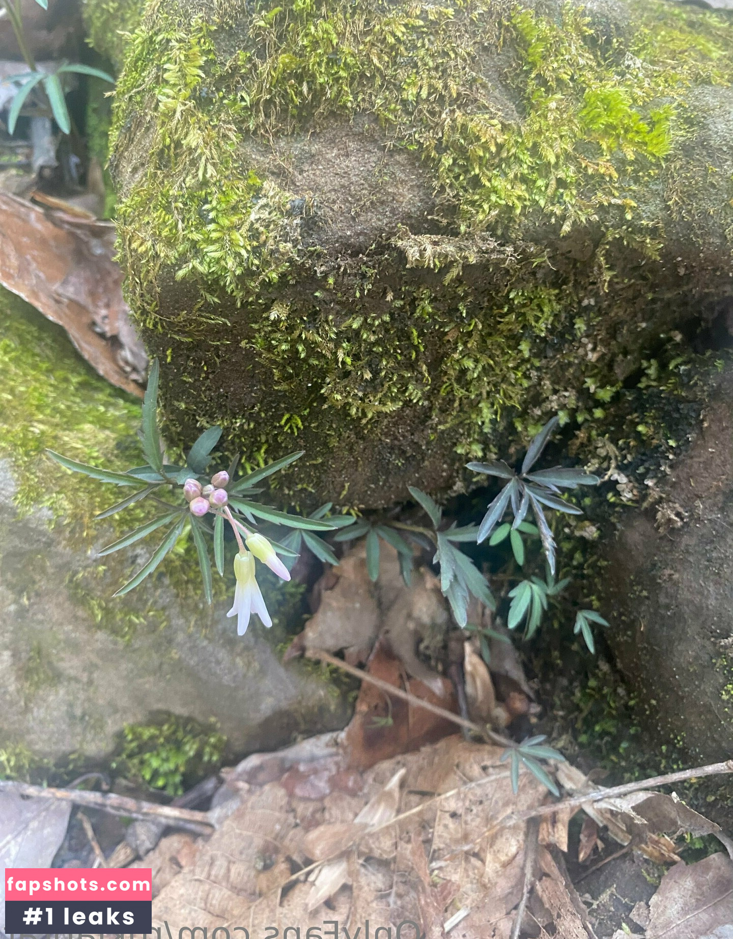 rukiabrat Nude Leaks OnlyFans Photos #65 - Fapshots