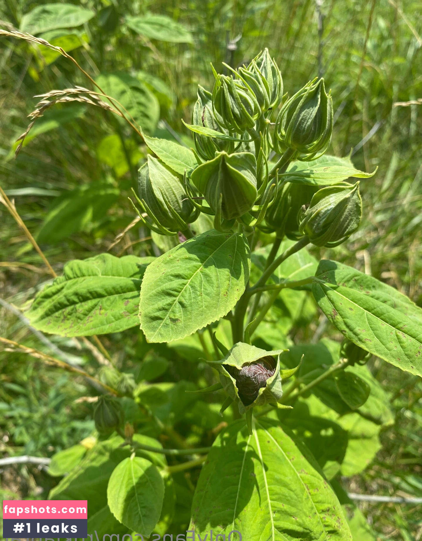 rukiabrat Nude Leaks OnlyFans Photos #8 - Fapshots