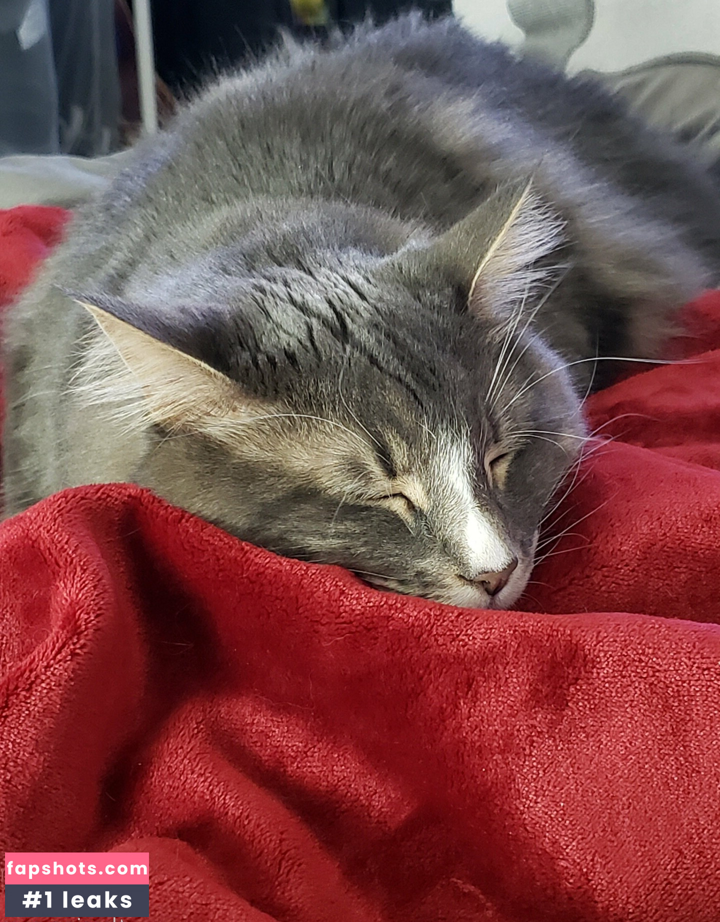 Sinnocent gallery photo #90