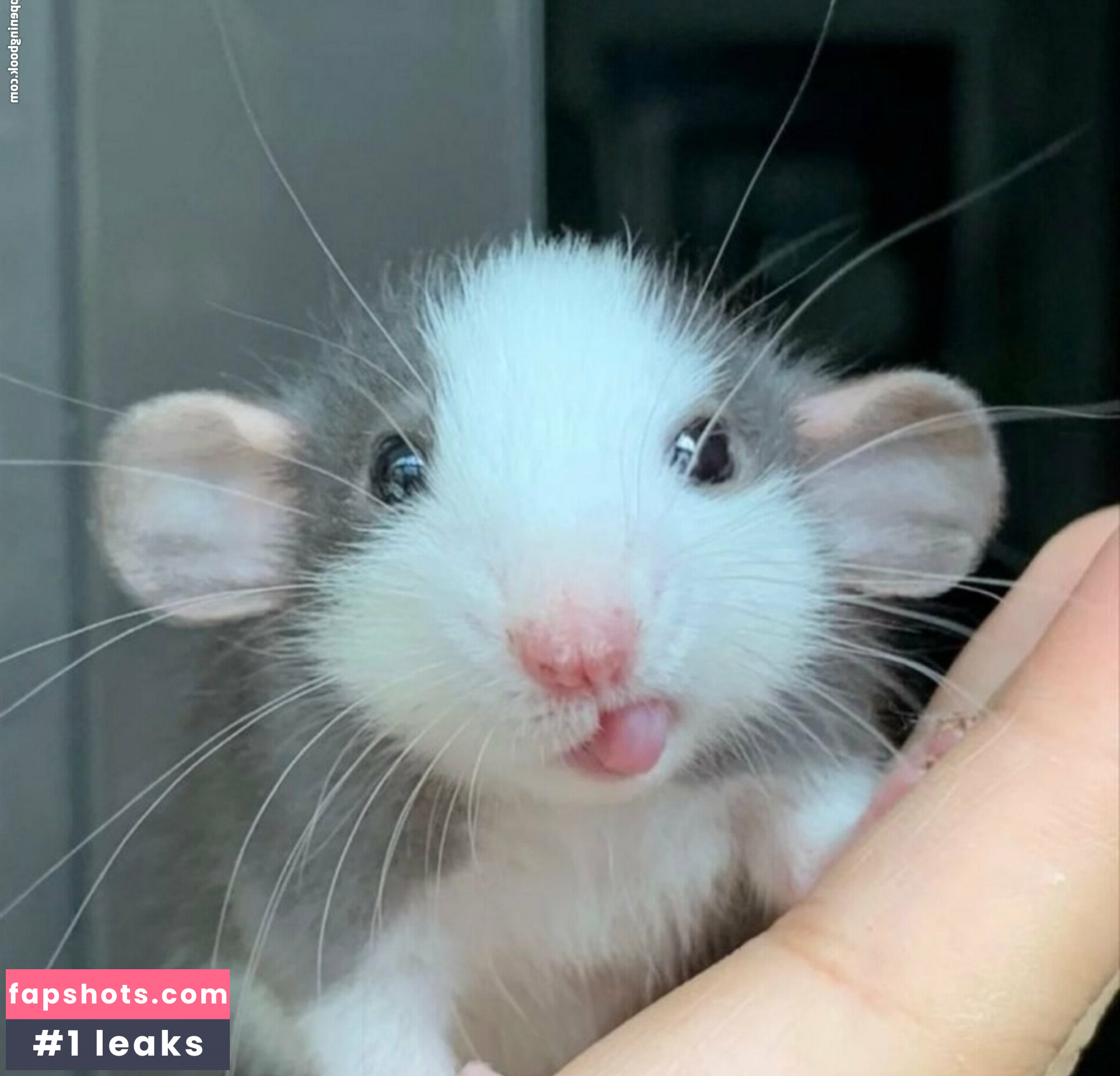 softbunnyrae gallery photo #3