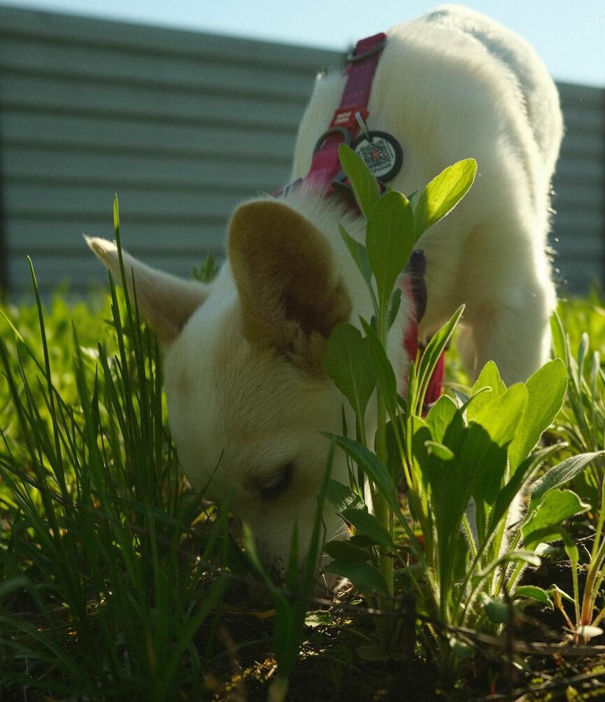 solomia-maievska gallery photo #1004