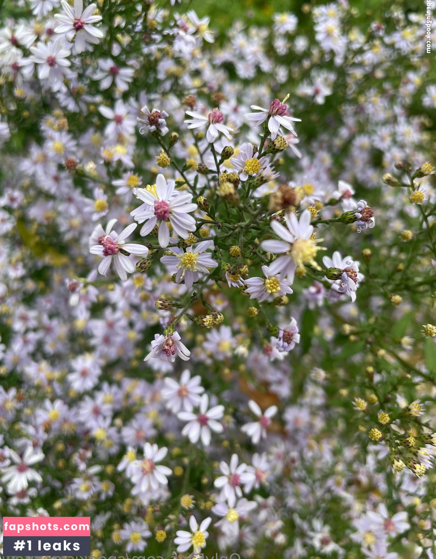 spookisideshow Nacktheit OnlyFans Fotos #5 - Fapshots