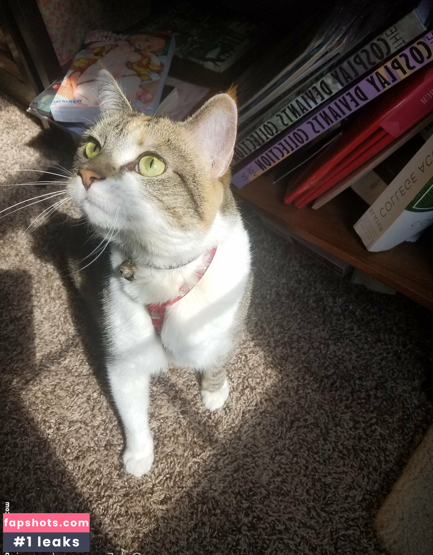 sqregina gallery photo #34