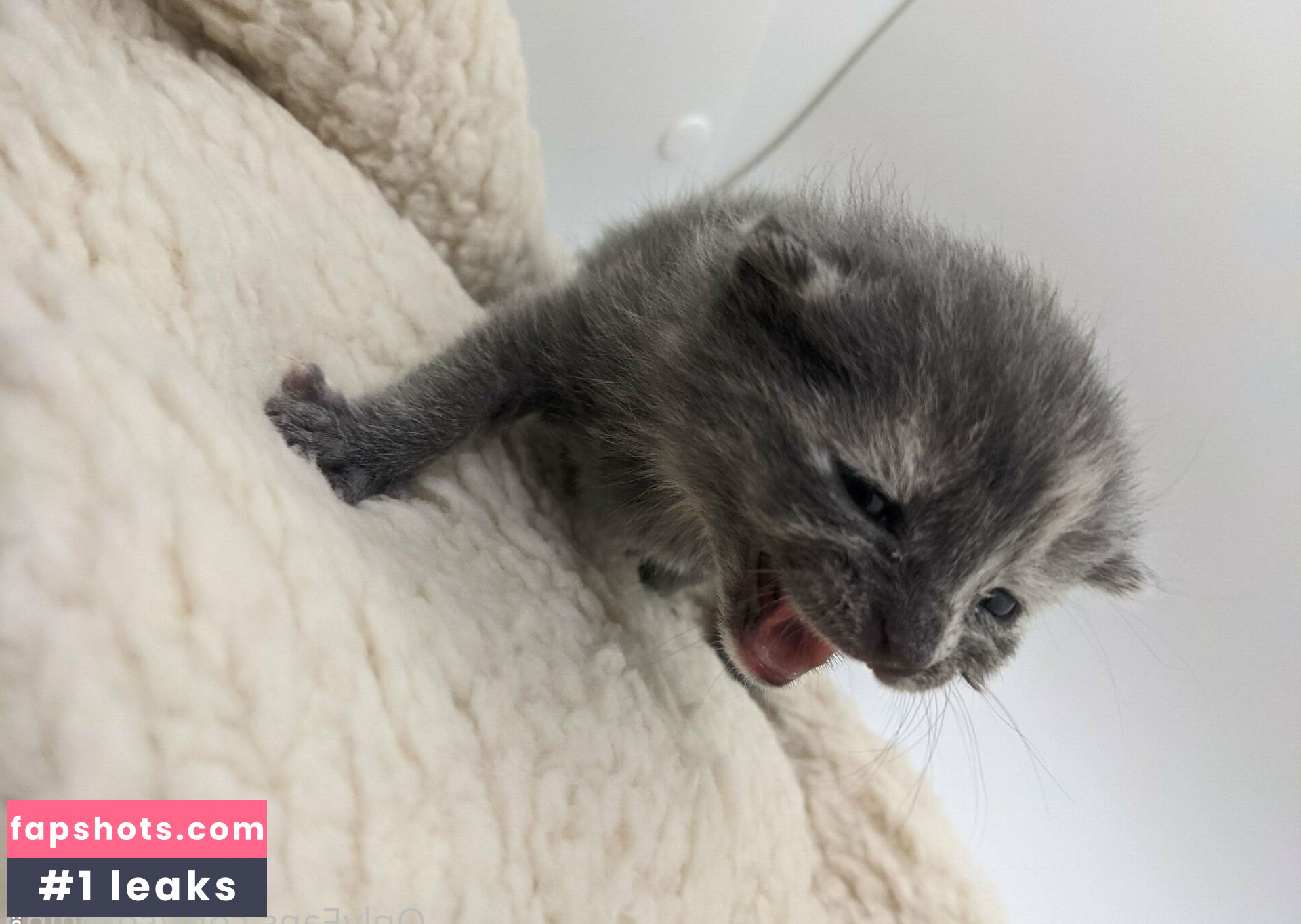 sqregina gallery photo #41