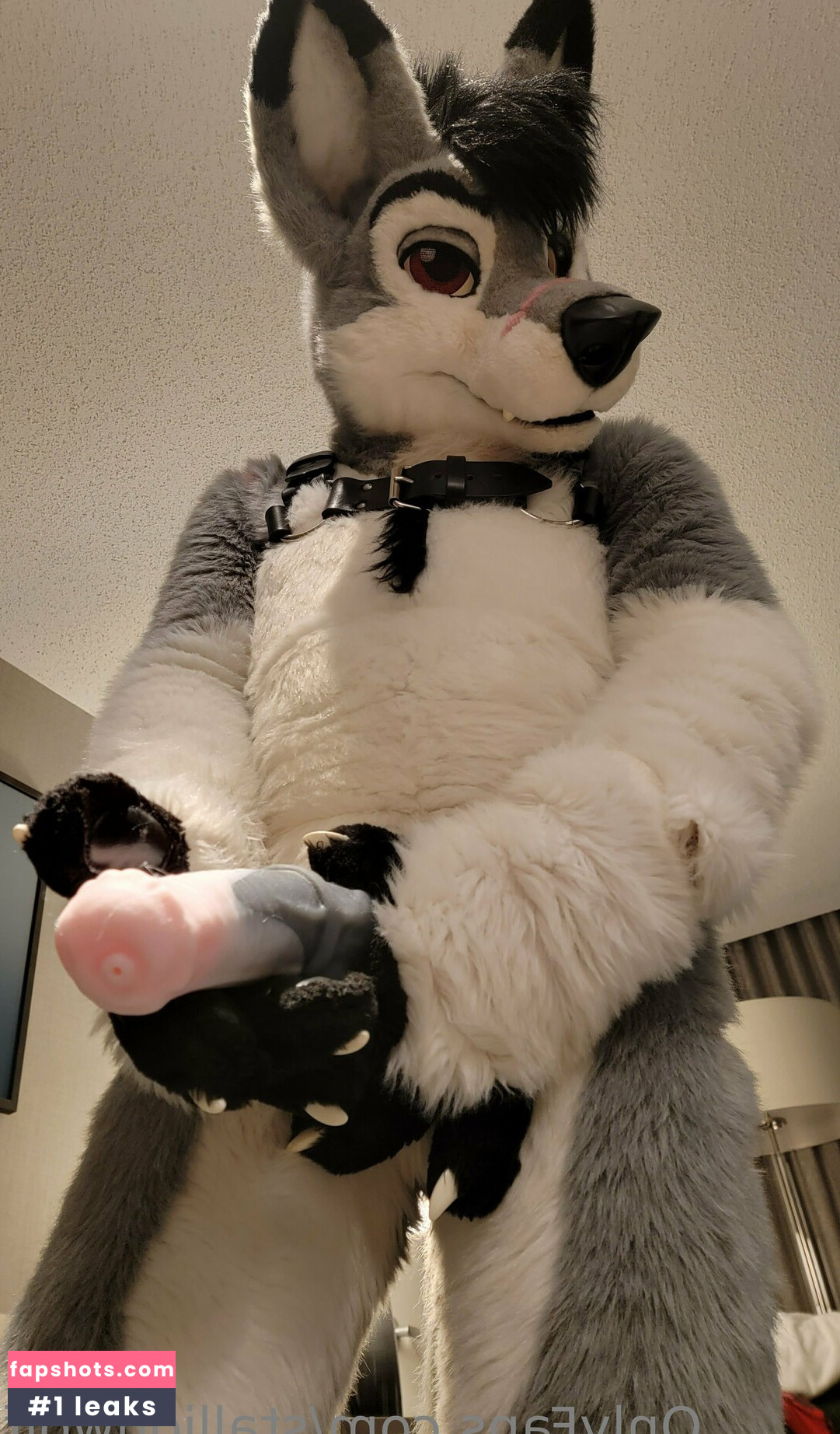 stallionwolf gallery photo #24