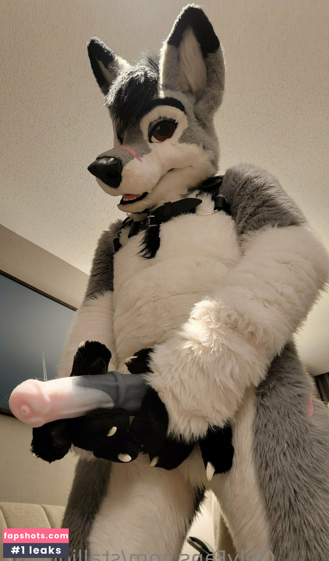 stallionwolf gallery photo #7