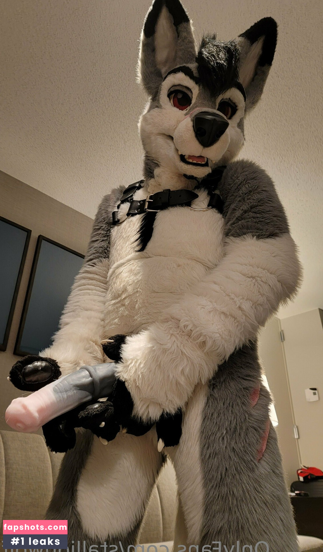 stallionwolf gallery photo #10