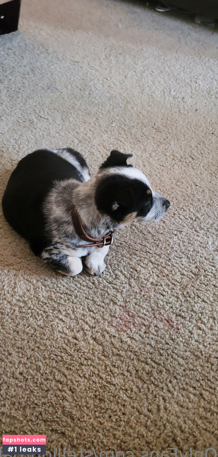 stellightbaby gallery photo #17