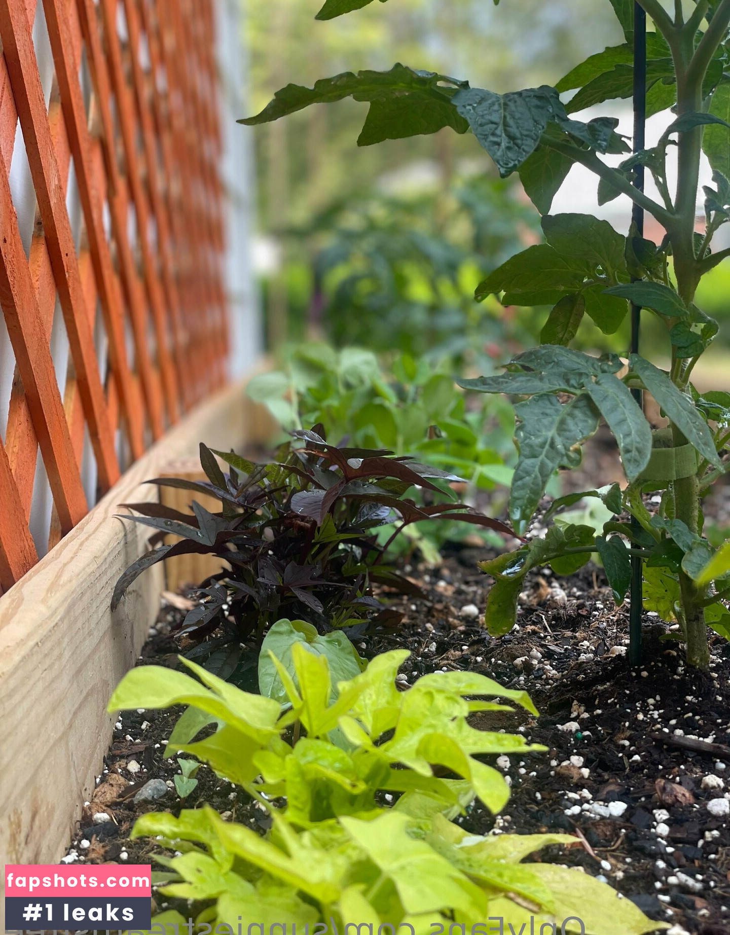 sunniestreamsfree gallery photo #41