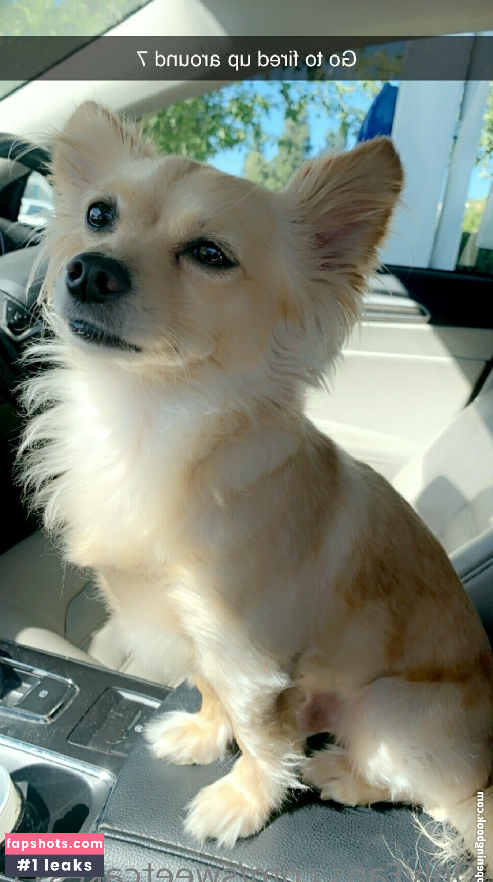 sweetcakes11 gallery photo #5