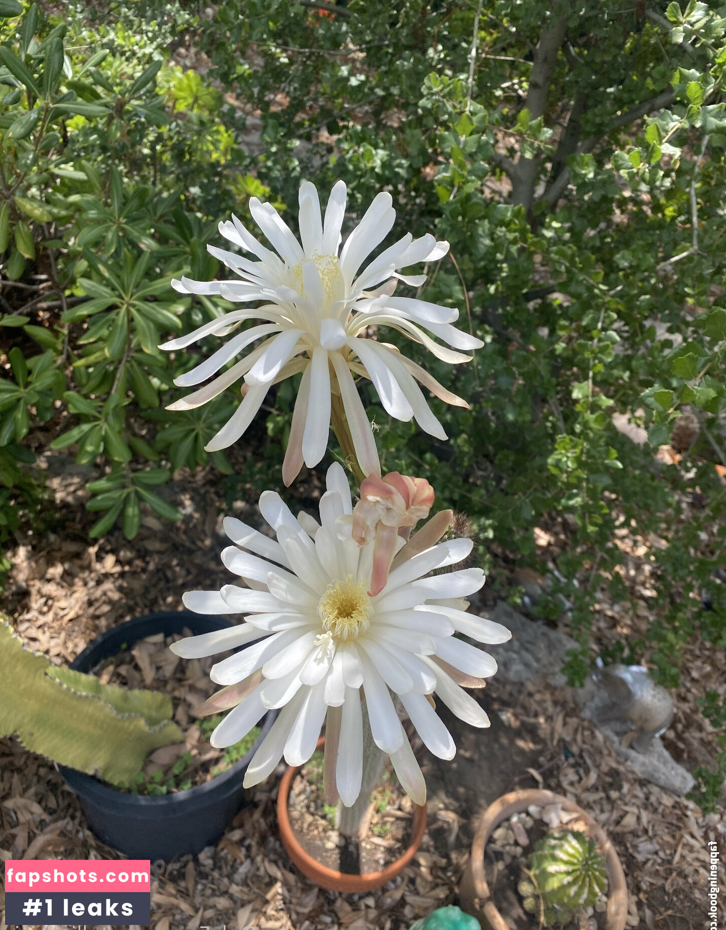 tallielorain gallery photo #36