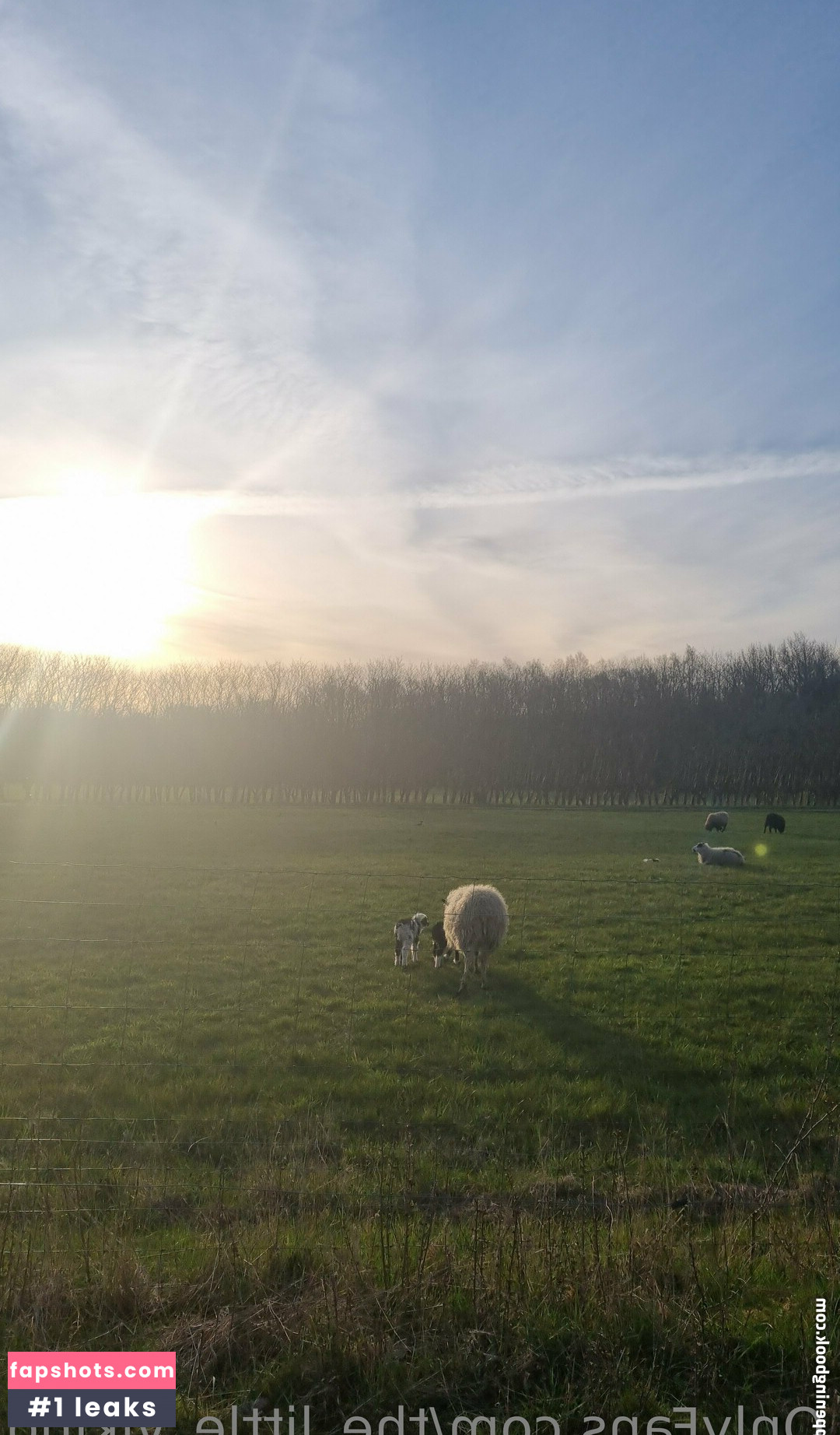 the_little_viking gallery photo #9