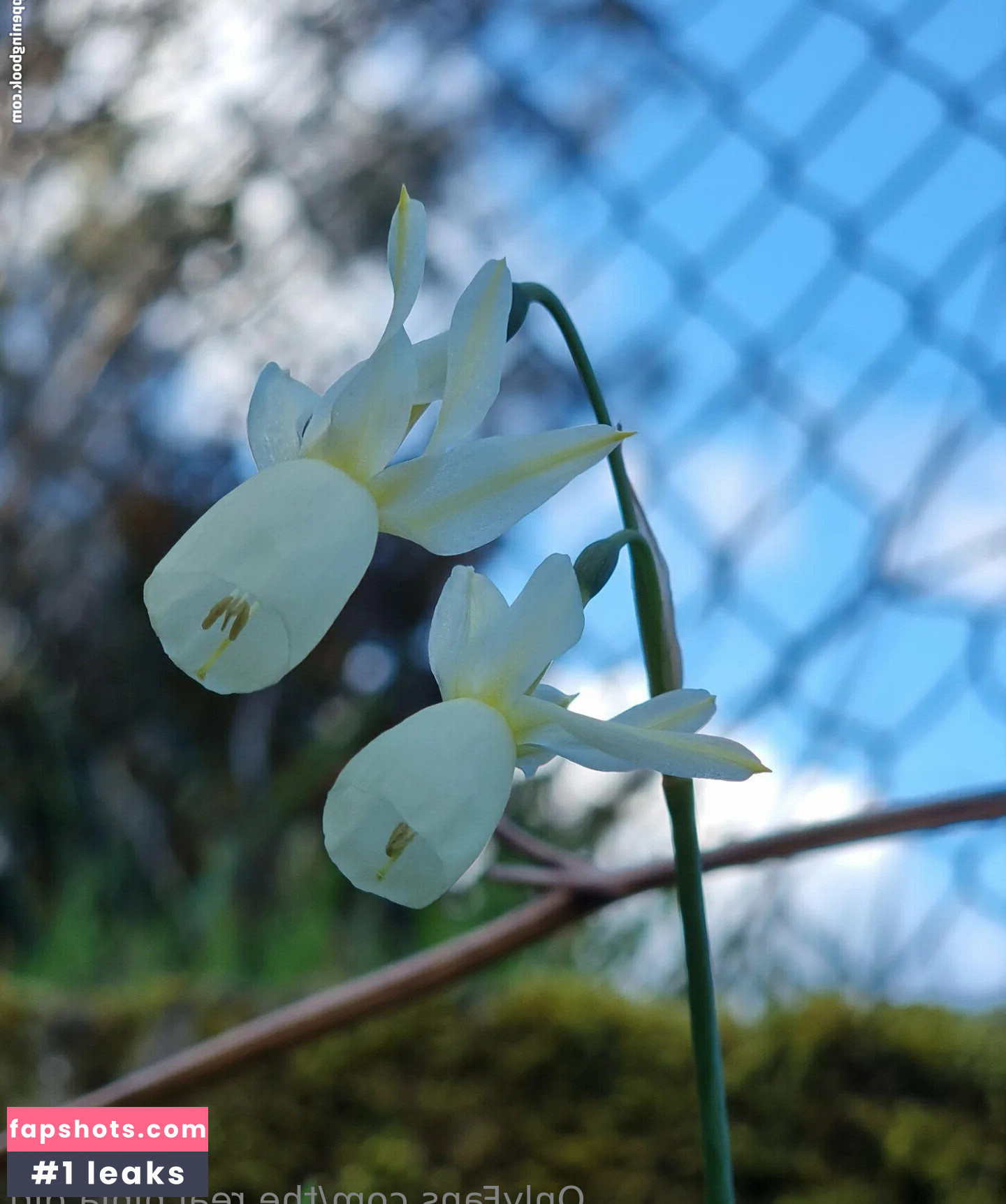 the.real.ninja.girl Nude Leaks OnlyFans Photos #67 - LeakJerk