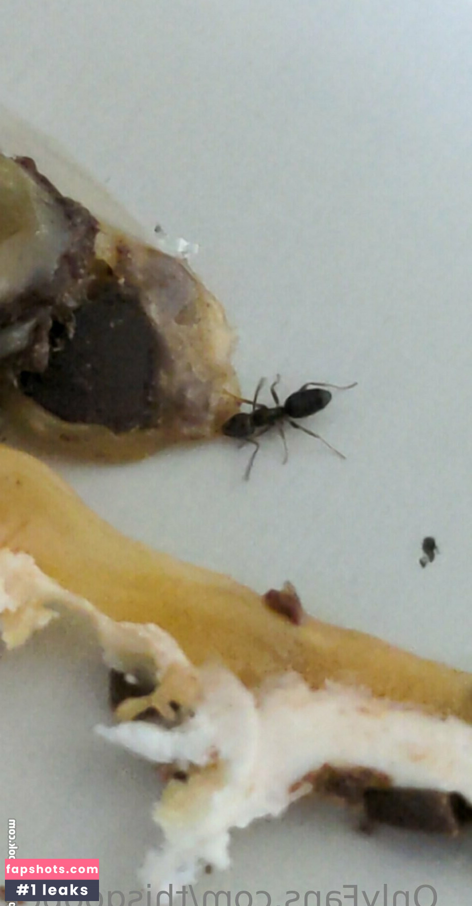 thisgoober gallery photo #8