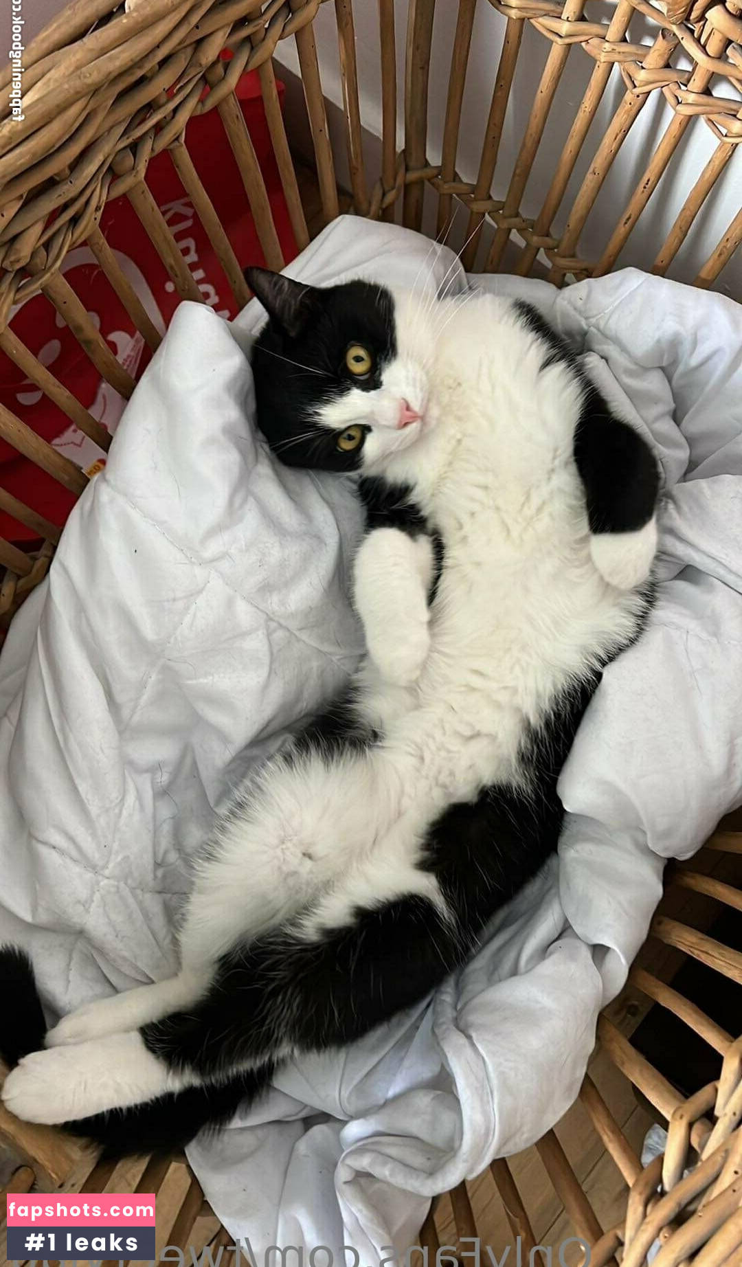 tweetylau gallery photo #12