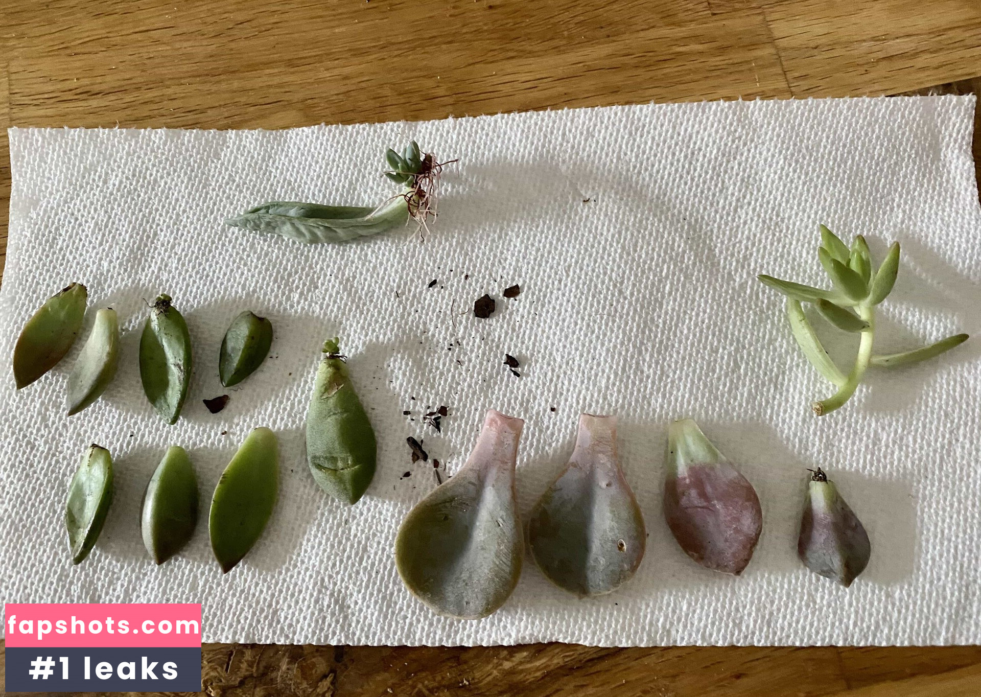 veronicafiree gallery photo #8