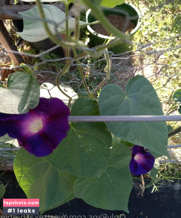 WestTexasHippie Nacktheit OnlyFans Fotos #3 - Fapshots