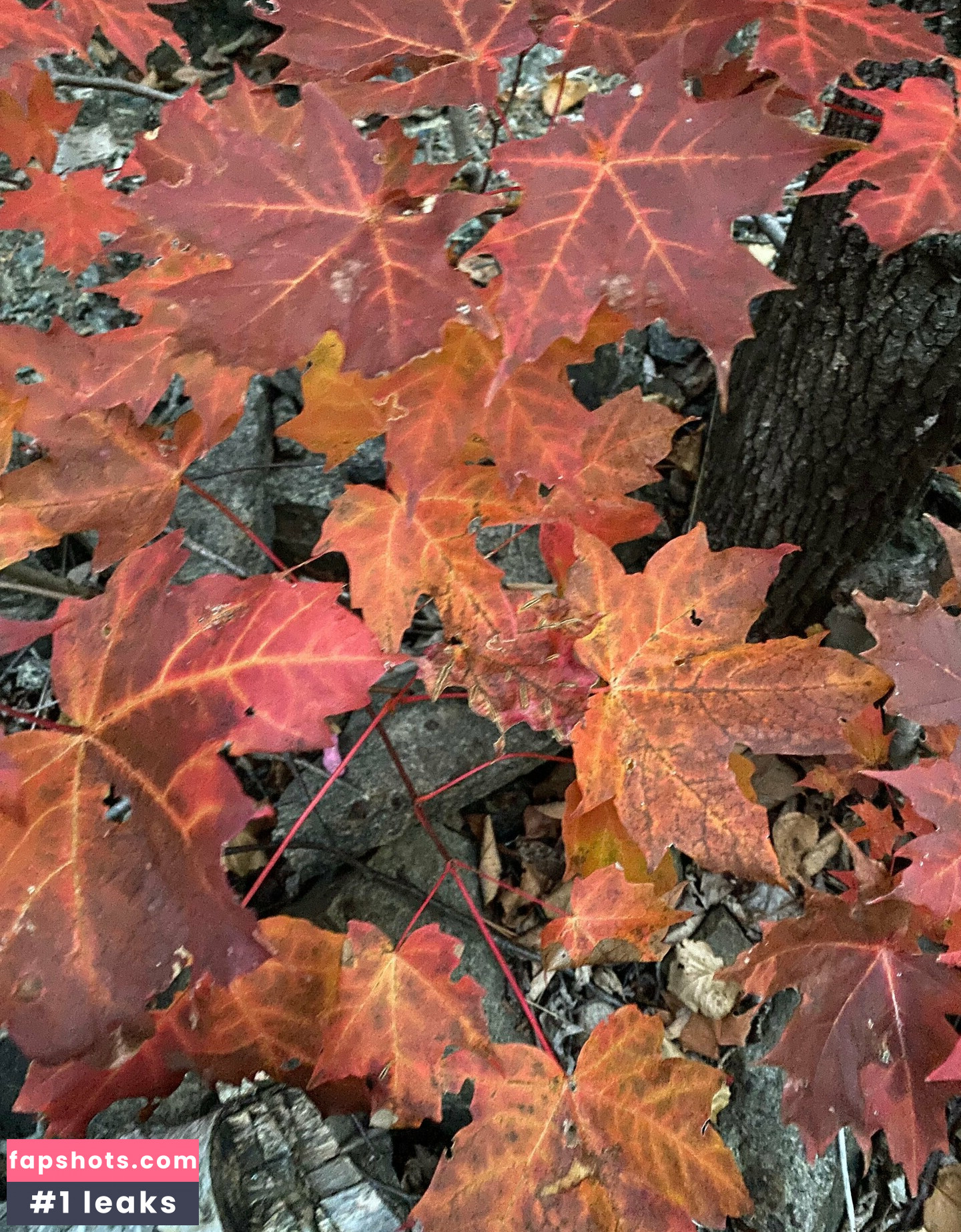 whoopsiidaisy Nacktheit OnlyFans Fotos #26 - Fapshots