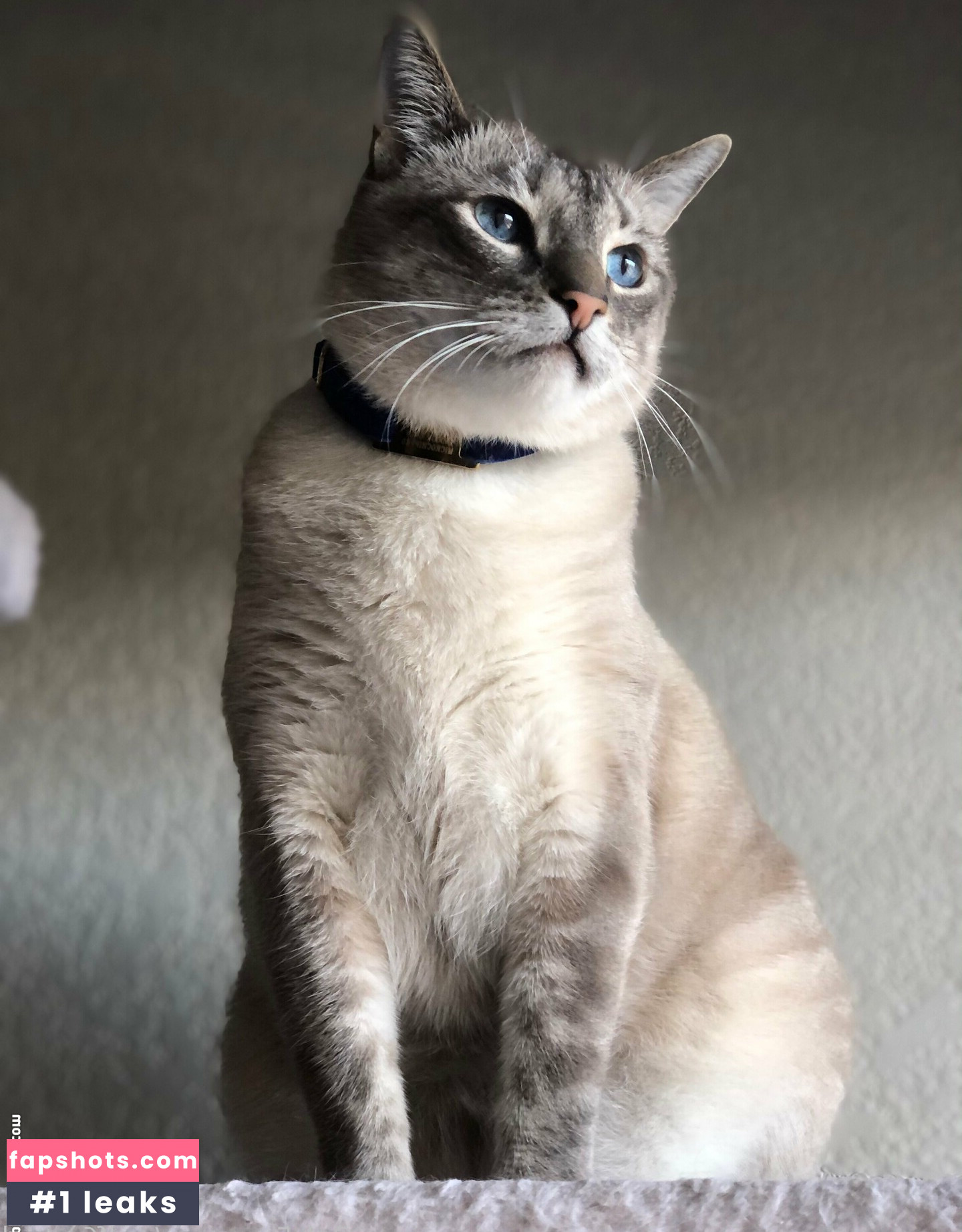 wolf6actual nude babe gallery