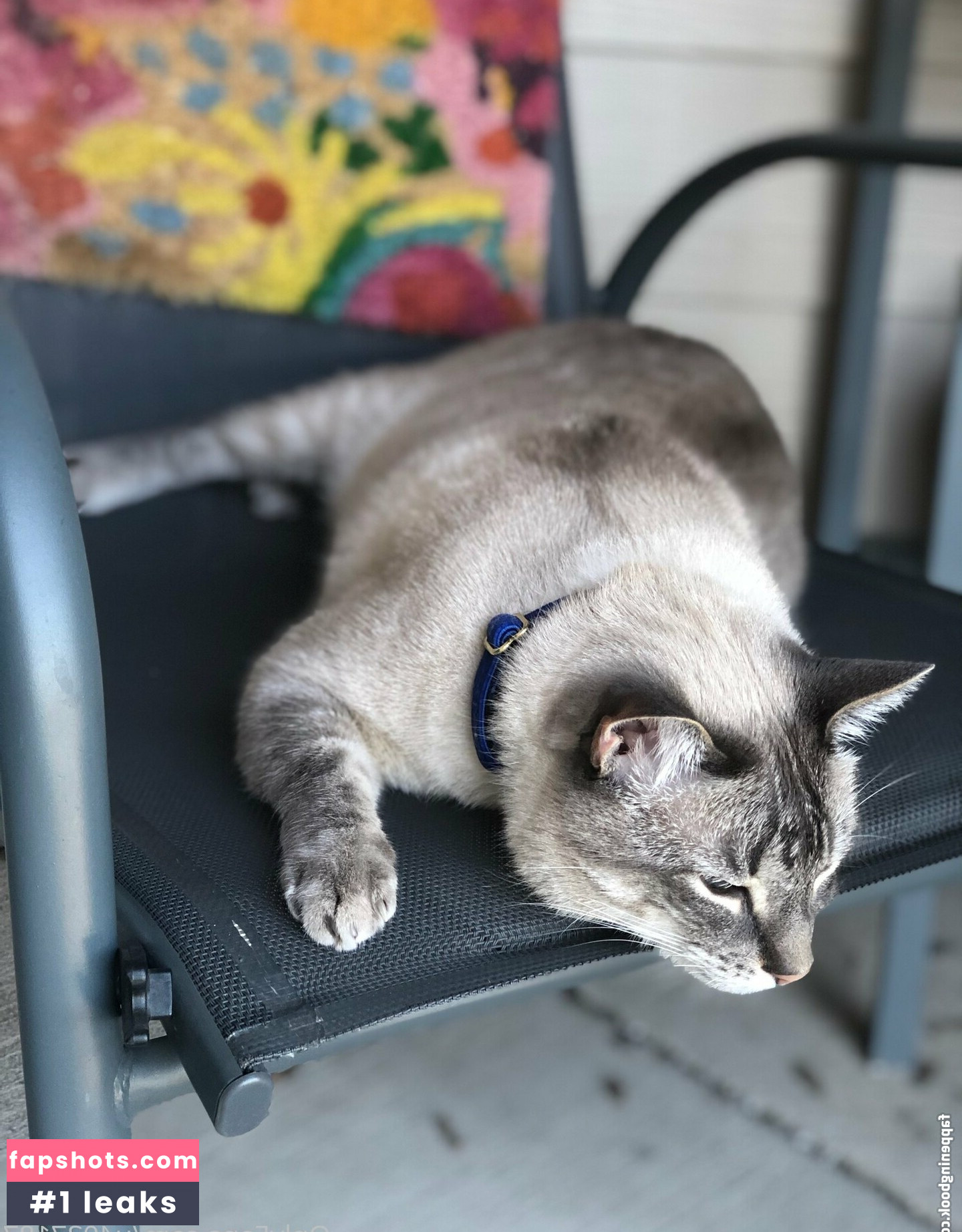 wolf6actual gallery photo #6