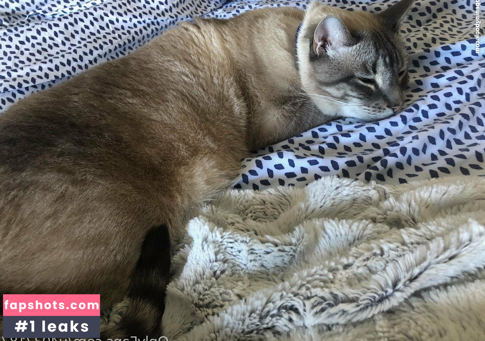 wolf6actual gallery photo #8